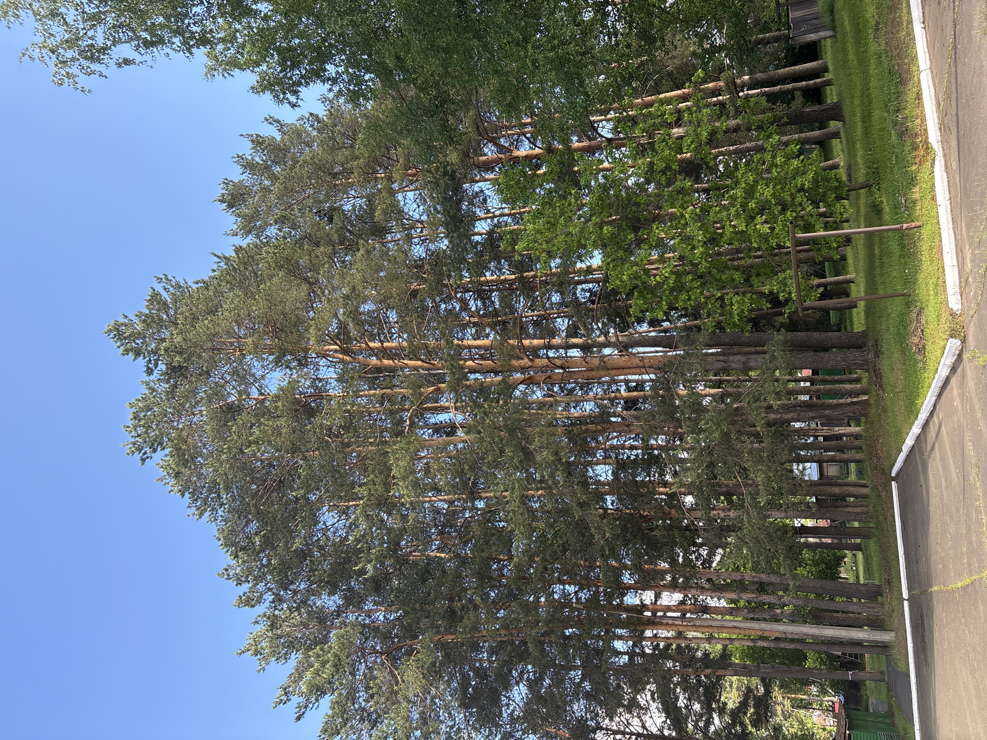 A serene outdoor scene captures a row of tall, mature pine trees with their distinctive green needles and rough, brown trunks. The trees stand along the left side of a paved path or road, which runs vertically along the right edge of the frame. The path appears to be asphalt, dark grey, and is bordered by a white concrete curb on the side facing the trees. Green grass grows between the curb and the tree line, extending into the background.
Behind the prominent pine trees, other deciduous trees with brighter green foliage are visible, adding to the dense canopy. Through the gaps in the leaves and branches, patches of a clear, bright blue sky are visible, indicating sunny weather. In the background, partially obscured by the trees, some small, dark structures, possibly wooden sheds or parts of buildings, can be faintly discerned. A metallic pole structure is also visible in the mid-ground, near the base of the trees.
The lighting suggests it is daytime, likely late morning or early afternoon, with clear skies. No specific activity or people are depicted, giving the scene a calm and tranquil atmosphere. There is no visible text in the image. The setting is consistent with a natural or semi-natural area, possibly a park or a roadside in a wooded area, located in Chaikovsky, Russia.