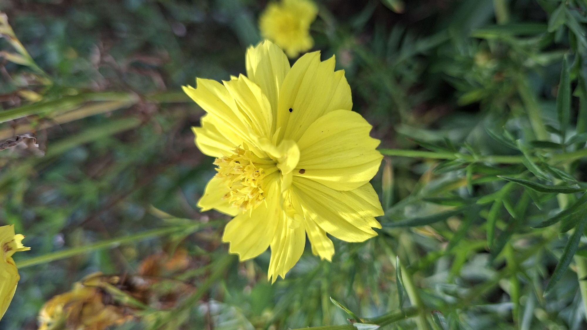 A close-up, vertical, medium shot captures a bright yellow cosmos flower in full bloom, its delicate petals unfurling towards the sunlight. The flower's center is a cluster of smaller, yellow florets, some of which are beginning to dry and turn brown. Two tiny, dark insects are visible on the petals. The background is a blur of green foliage and dried brown leaves, suggesting an outdoor setting. The focus is sharp on the main subject, creating a shallow depth of field that isolates the flower from its surroundings. The scene is set in Kutaglumpang, Indonesia, where such flowers are common in the local flora.