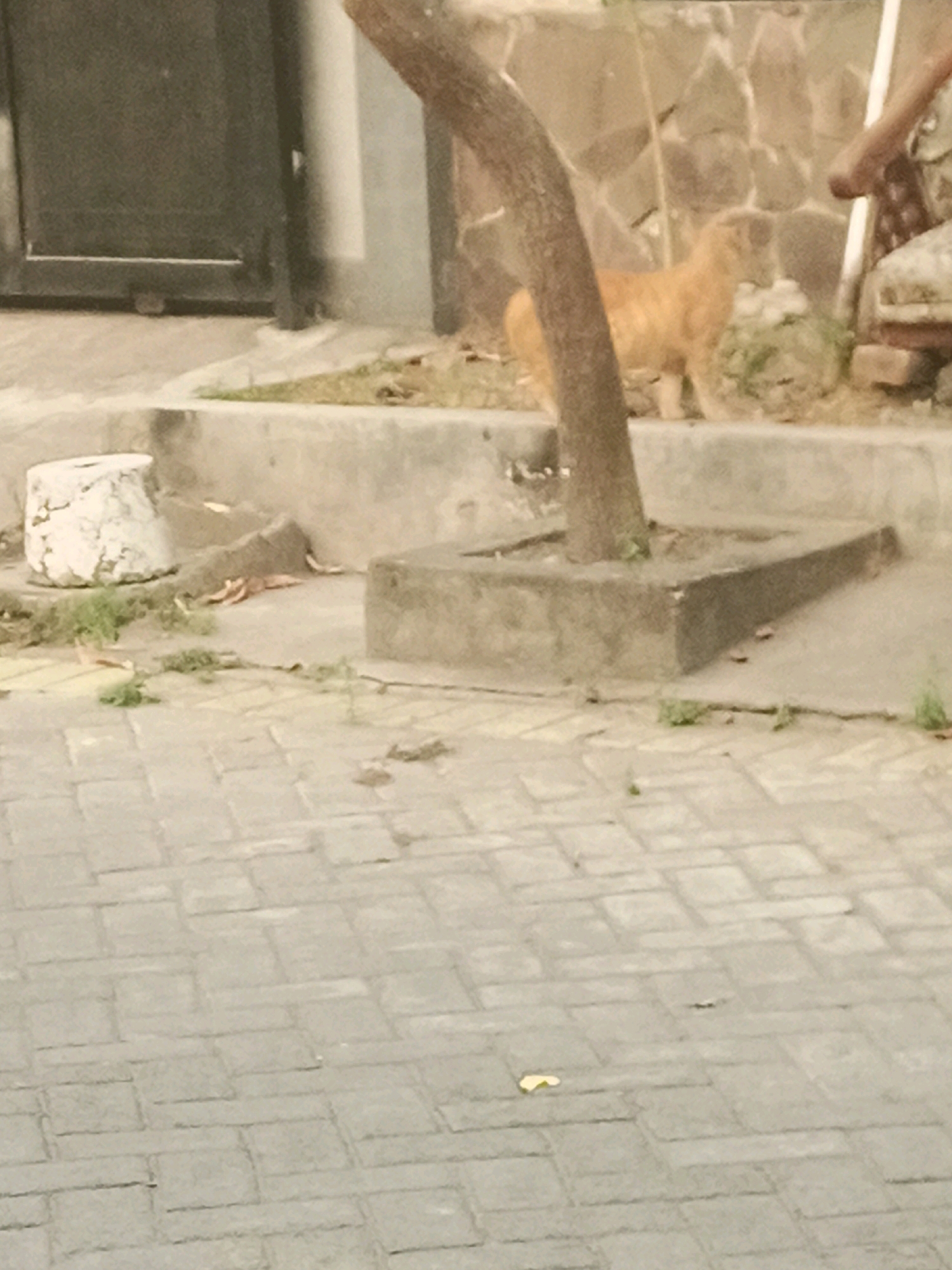 In the city of Mlaten, Indonesia, a ginger cat stands on a raised concrete ledge near a tree and a wall. The cat is facing to the left, its body partially obscured by the tree. Behind the cat is a stone wall, and to the left of the tree is a cylindrical object with a textured surface. The ground in the foreground is paved with interlocking rectangular stones. The scene appears to be outdoors, possibly in a yard or public space.
