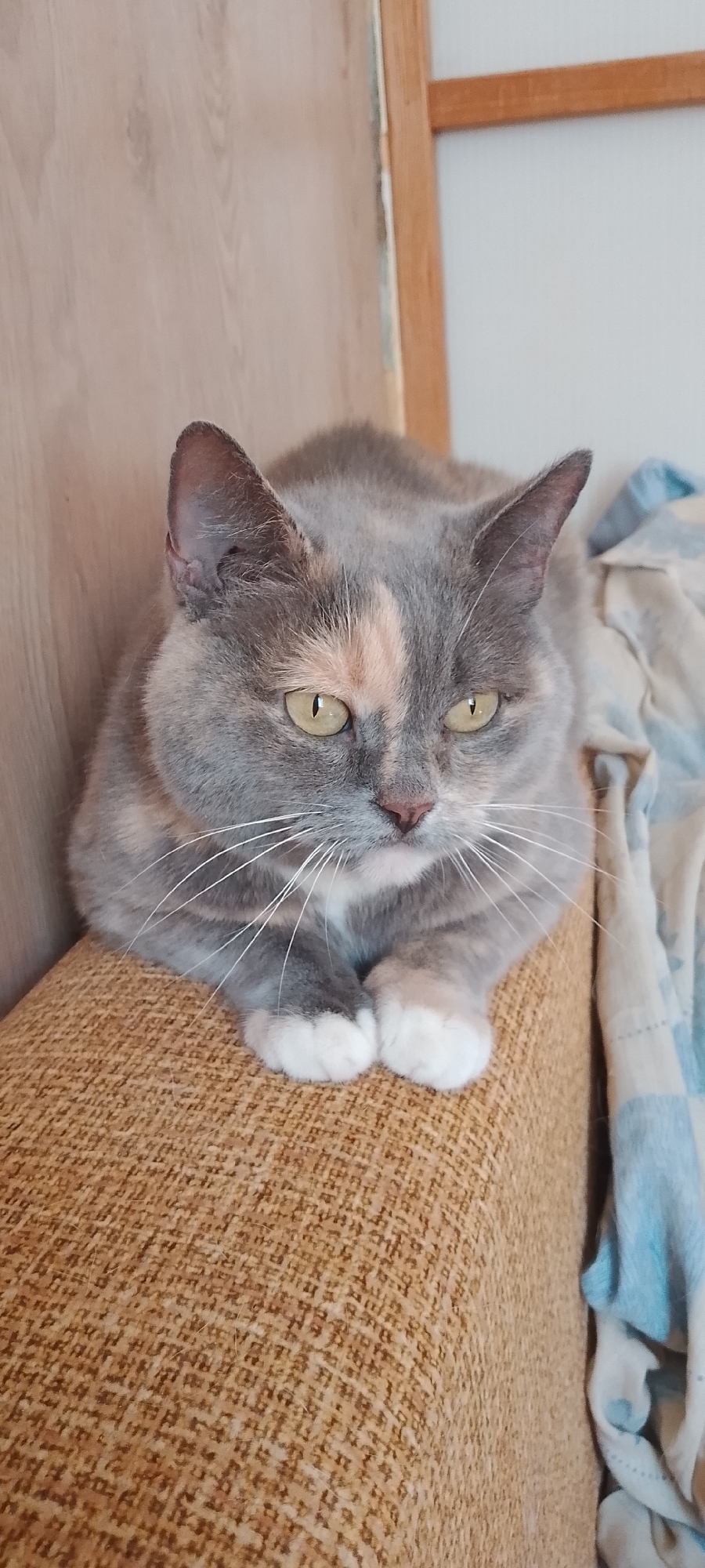 A tricolor cat with grey, cream, and orange patches is resting on a brown upholstered surface. The cat has green eyes and white paws. It is looking directly at the camera with a relaxed posture. The background is out of focus, showing a light-colored wall and a wooden surface. A blue and white patterned cloth is visible to the right of the cat. There is no visible indication of the location being in the city of Belgorod, Russia.