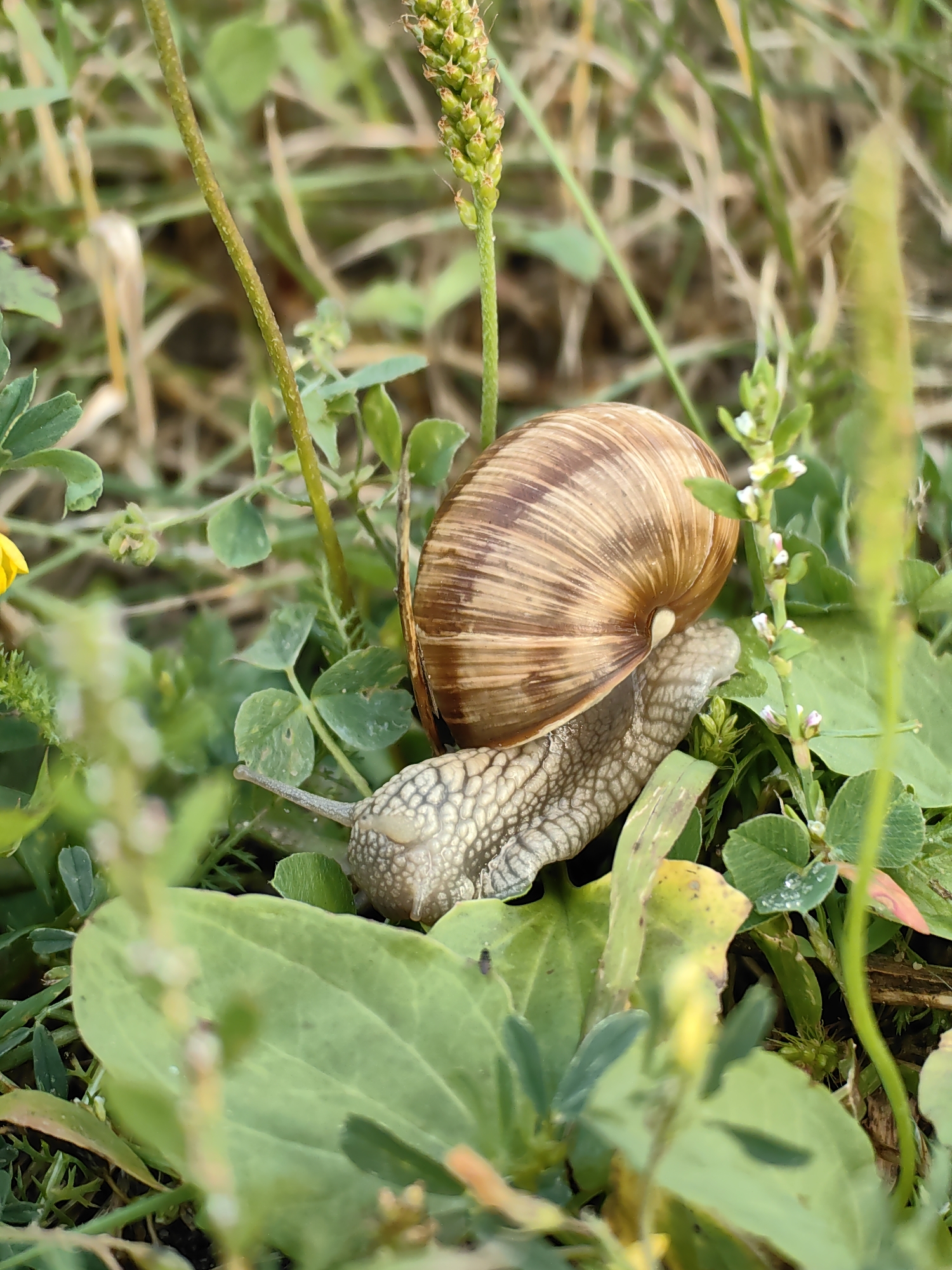 A close-up, eye-level shot focuses on a snail in a natural outdoor environment. The snail, with its textured brown shell, is positioned centrally, with its body emerging and extending towards the lower left of the frame. The surrounding environment consists of lush green foliage, including broad leaves and smaller clover-like plants, interspersed with thin, vertical stems and some dried grass. A hint of a yellow flower is visible in the far left background, out of focus. The lighting suggests it is daytime, with some dappled light creating soft shadows. The scene appears to be located in an area with abundant plant life, typical of a garden or meadow. There are no people or man-made structures visible in the image. The setting is likely Myadzyel, Belarus, given the context provided.