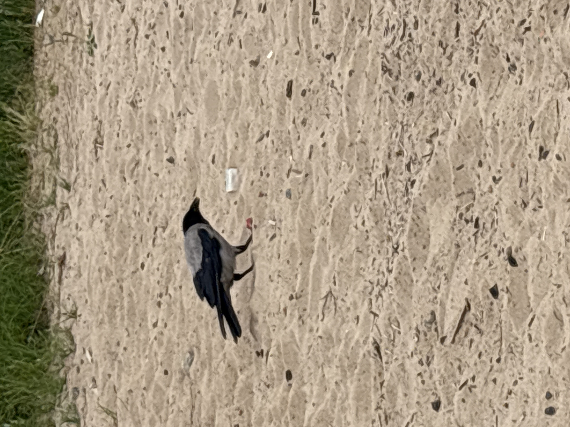 A gray and black bird stands on sandy ground, which appears to be a beach or a park area. The bird is positioned in the center-left of the frame, facing right. Its wings are folded, and its tail feathers are fanned out slightly. In front of the bird, there is a small red object, possibly food, and a white piece of debris. The background consists of green grass. The scene appears to be located in Nevskaya Dubrovka, Russia.