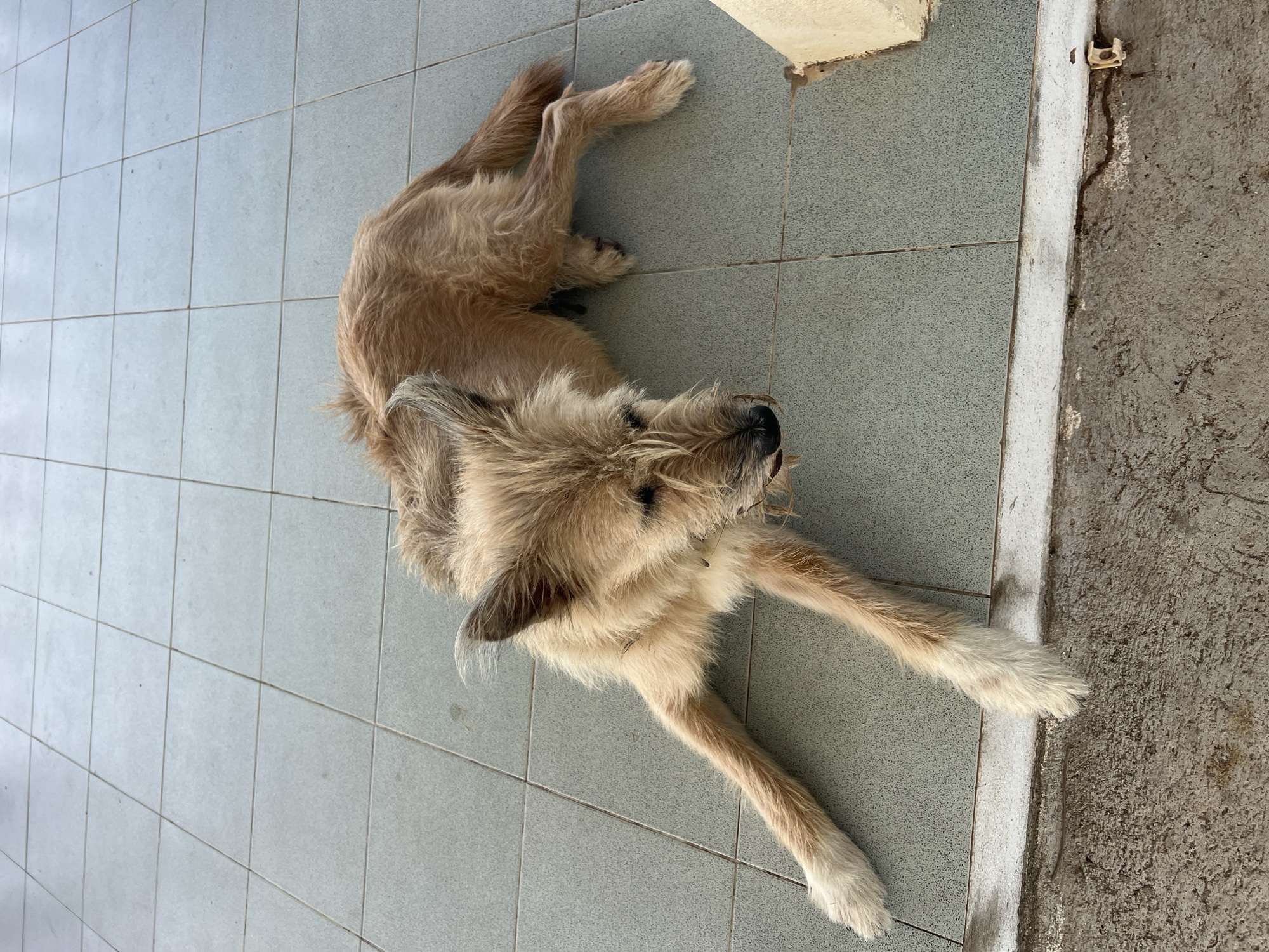 A light brown, shaggy dog is lying down on a tiled floor outdoors. The dog is positioned on its side with its legs extended. The tiles are square and a light grey color. In the background, there is a textured concrete ledge. The scene appears to be a street or outdoor area in Baan Thong Krut, Thailand.