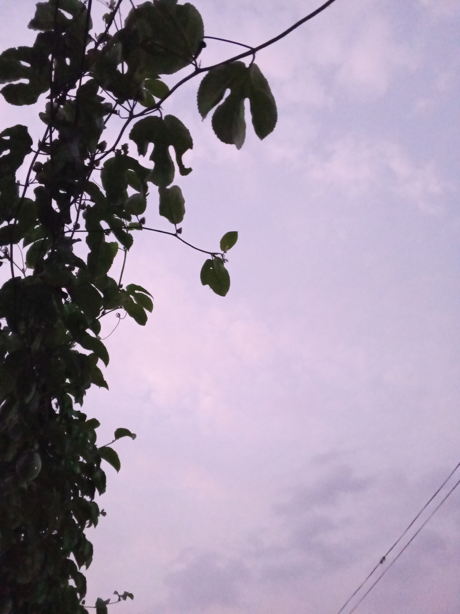A low-angle shot shows foliage, possibly vines with distinctively lobed leaves, against a cloudy, light violet-hued sky. The foliage is concentrated on the left side of the frame. The location is Tinaquillo, Venezuela. In the lower right corner, faint powerlines are visible. The image suggests either dusk or dawn due to the sky's color and the subdued lighting on the foliage. No people or other discernible subjects are present.