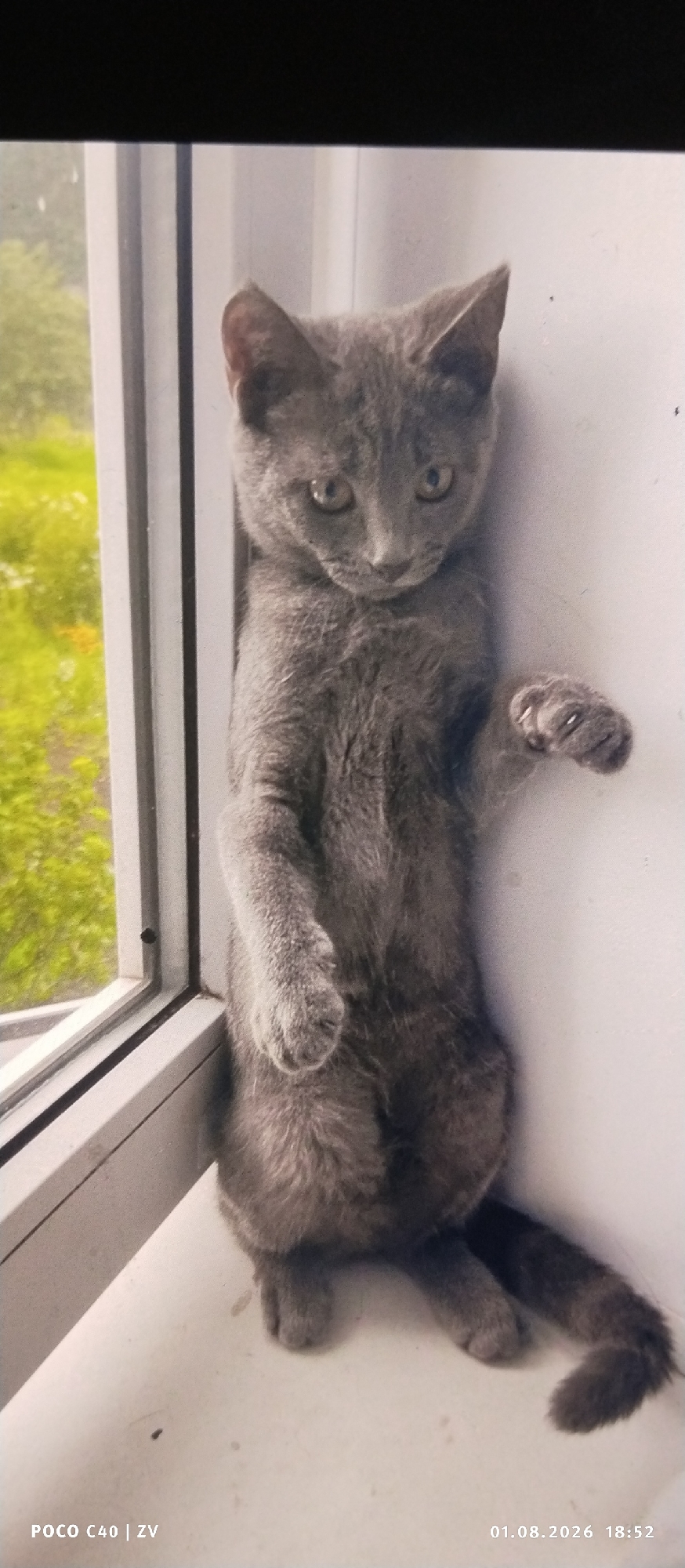 A medium shot captures a young, gray cat standing upright on a white windowsill. The cat is positioned to the right of a window frame, with its back leaning against the white wall. Its front paws are extended upwards, and its hind legs are bent, giving the appearance of a pose. The cat's fur is short and appears soft. Its eyes are wide and looking directly at the camera. Through the window, blurred green foliage and a hint of light indicate an outdoor environment. A date and time stamp at the bottom right corner of the image reads "01.08.2026 18:52". Another watermark at the bottom left reads "POCO C40 | ZV". The scene is indoors, in what appears to be a residential setting.