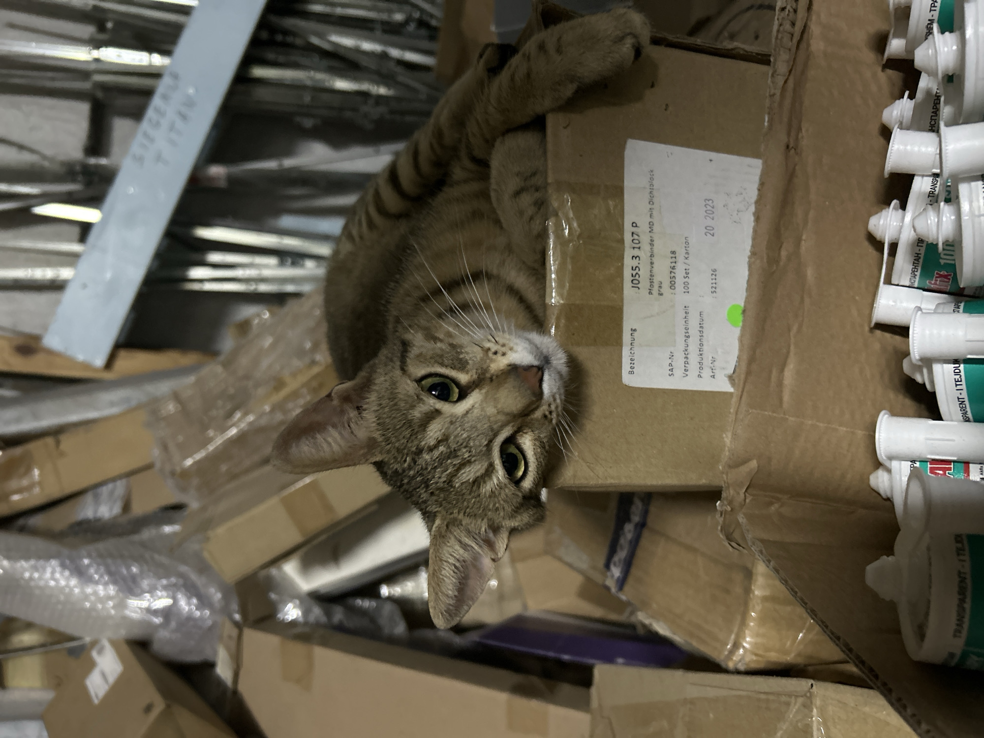 A domestic shorthair tabby cat with green eyes is resting on a stack of cardboard boxes. The cat is lying on its side, with its head propped up on the edge of the top box. The cat's body is partially obscured by the boxes. The boxes are piled high and appear to be in a storage area. Some of the boxes have labels with German text, including "Bezeichnung", "SAP-Nr.", "Verpackungseinheit", "Produktionsdatum", and "Art-Nr.". The environment appears to be indoors, with some shelving or vertical structures visible in the background. The lighting is dim. The location is specified as the city of Struma, Bulgaria.