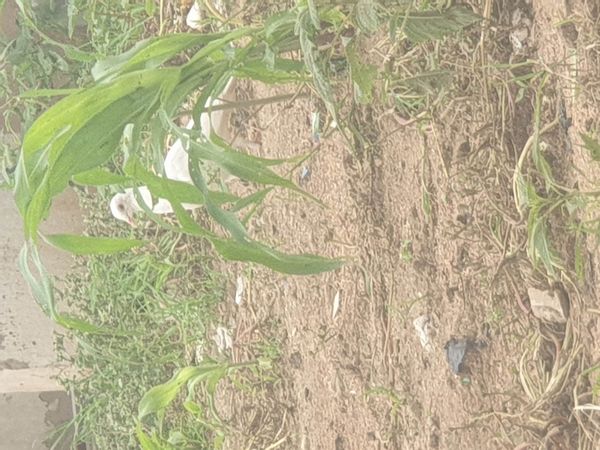 A white dove stands amongst tall green plants in a dirt area. The dove is facing to the left, with its head tilted slightly. The bird is partially obscured by the plants, but its white feathers are visible. The surrounding area is covered in dry dirt and sparse green vegetation. In the background, a blurred building is visible. There is also some litter scattered on the ground.