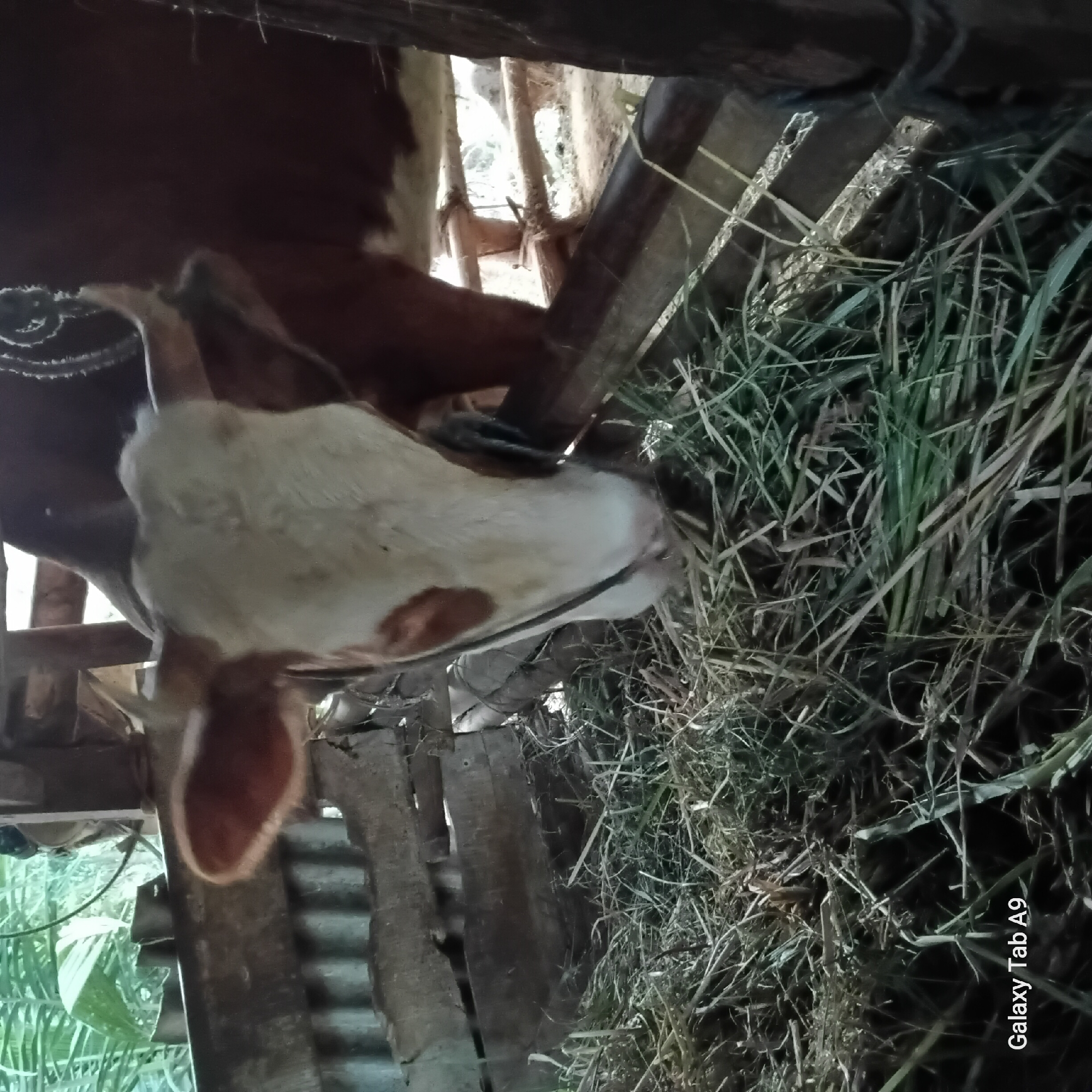 A cow with white and brown markings is eating hay in a pen made of wood and corrugated metal. The pen is located outdoors, with vegetation visible in the background. The cow is wearing a black rope halter. A watermark reading "Galaxy Tab A9" is present in the bottom left corner of the image.