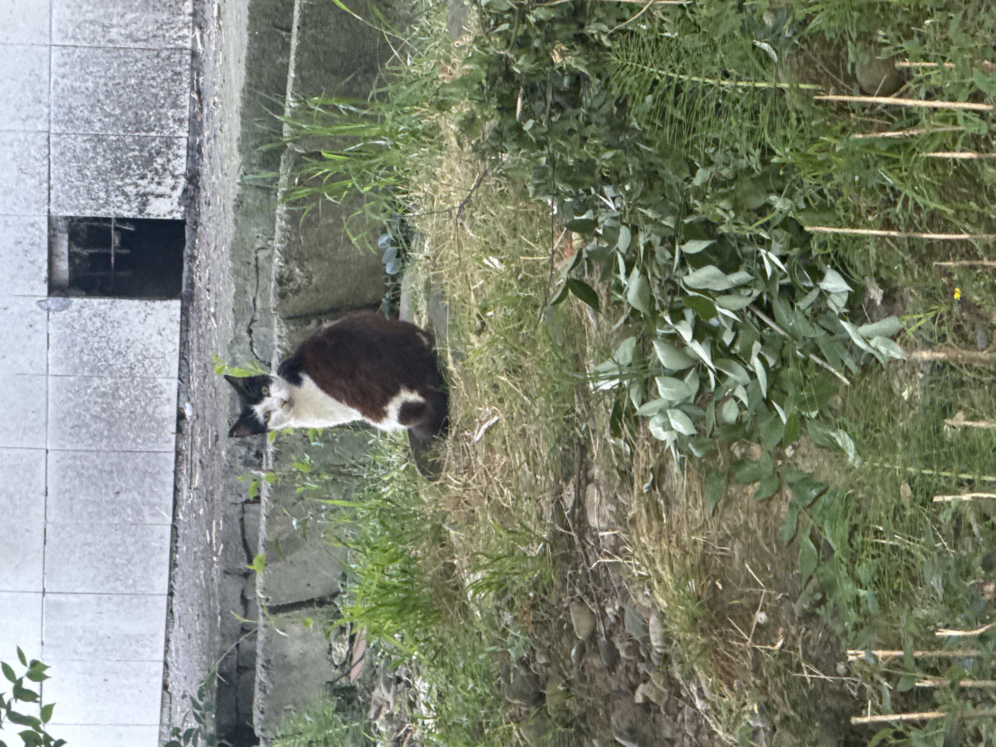 A black and white cat sits on a patch of grass in front of a weathered concrete structure with a small, dark opening. The background is a wall covered in light-colored tiles, some of which are stained and grimy. The area appears to be an outdoor urban environment, possibly in Sochi, Russia, judging by the architectural style and vegetation. The ground is uneven, with scattered stones and dry grass mixed with green shoots. Several green leafy branches are piled in the foreground.
