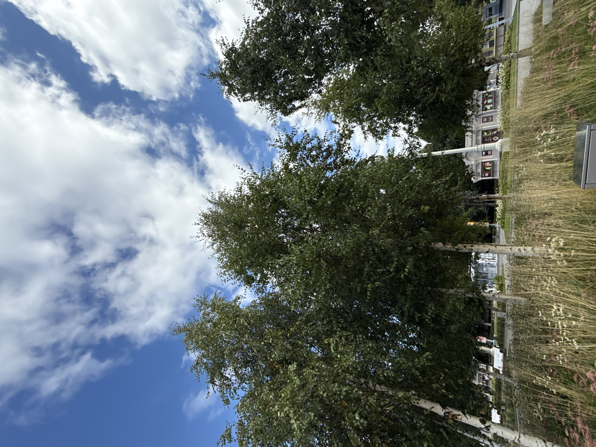 This low-angle, wide shot captures a serene outdoor scene, likely in a park or public square in Moscow, Russia. Tall, mature birch trees with distinctive white bark dominate the foreground, their lush green foliage reaching towards a vibrant blue sky dotted with fluffy white clouds. Beneath the trees, dry, wispy grasses and some flowering plants create a textured ground cover. In the middle ground, a small, ornate white building with arched windows and display cases can be seen, suggesting a kiosk or small cafe. A few indistinct figures are visible near the building, engaged in casual movement. The overall impression is one of a peaceful, well-maintained urban landscape.