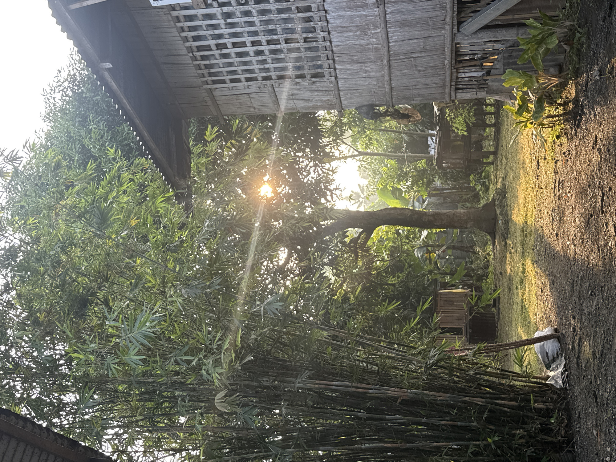 This image captures an outdoor scene at sunrise or sunset in Carmen, Philippines, characterized by warm, intense sunlight. On the right, a two-story structure constructed from vertical wooden or bamboo planks features slatted windows on its upper floor, topped by a corrugated metal roof. Adjacent to the house on the left, a dense grove of tall bamboo stalks occupies the midground and left foreground. In the center, a large deciduous tree is silhouetted against the bright sun, which emits prominent lens flares and sunbeams through its foliage. The foreground consists of a dirt path with patches of sun-drenched green grass and shadows cast from the left. A white bag and miscellaneous debris are visible at the base of the bamboo grove in the left foreground. In the background, beyond the main tree, additional lush green vegetation and at least two small, elevated wooden structures are partially visible. No individuals are present in the scene.