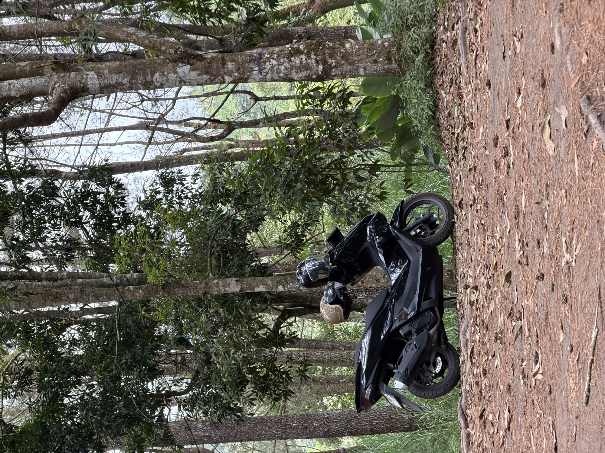 A black scooter is parked on a dirt path in a forest. The scooter is facing left and has a helmet on its handlebars. The path is covered with fallen leaves and pine needles. Behind the scooter, there are tall trees with green foliage. The ground is uneven with exposed roots. The lighting suggests an overcast day. The location is the city of Kintamani, Indonesia.