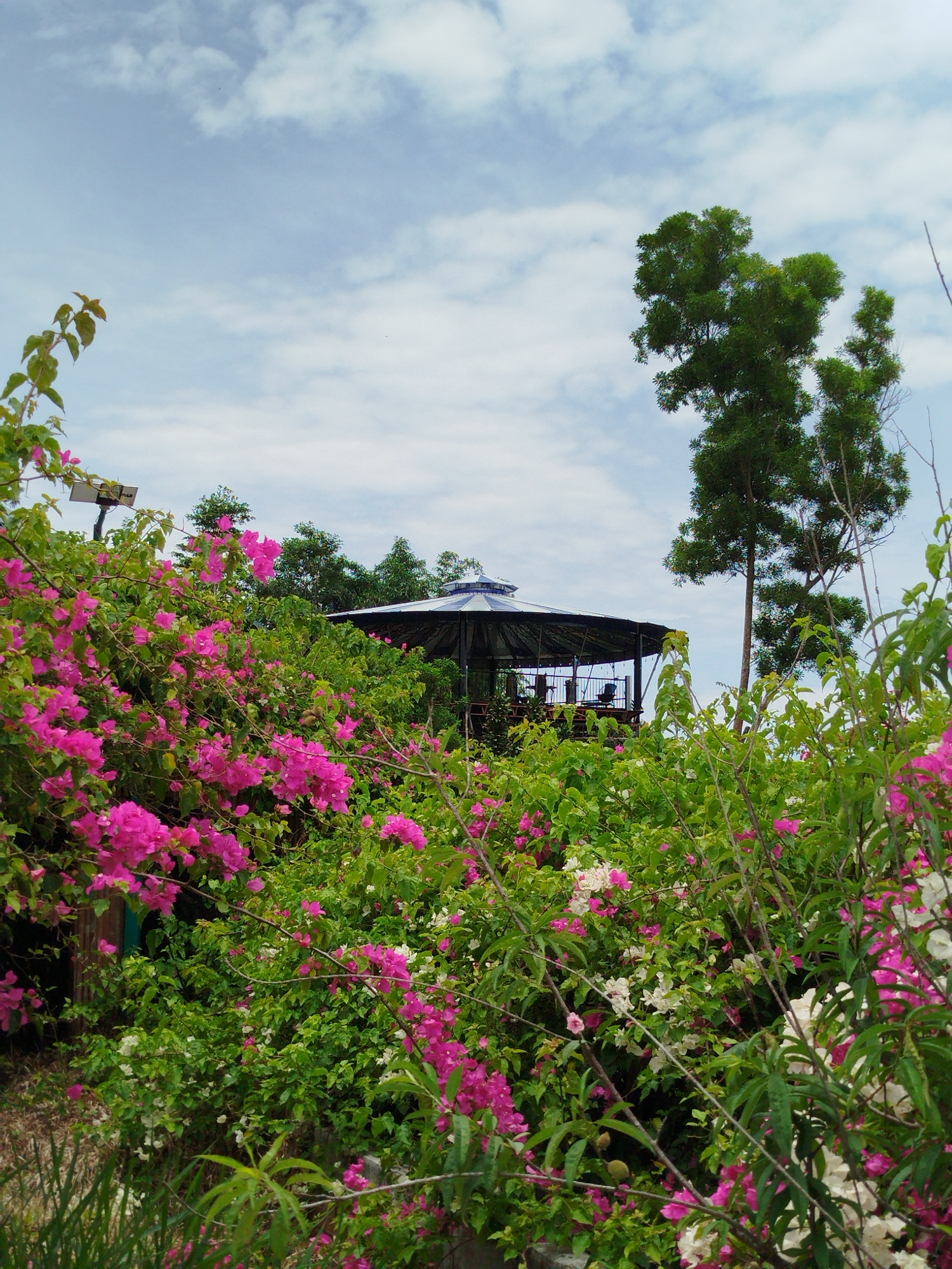 The image depicts an outdoor scene with lush vegetation and a gazebo-like structure in Da Lat, Vietnam. Foreground: Dense bushes with pink and white bougainvillea flowers dominate the lower part of the frame. The vegetation extends upwards, partially obscuring a dark-colored gazebo-like structure in the midground.
Midground: The gazebo-like structure with a dark roof is visible behind the vegetation. The frame construction is visible.
Background: A tall tree stands to the right of the gazebo. Above, a cloudy sky is visible. A solar panel is also visible.
Environment: The overall scene is vibrant with colors from the flowers. The composition suggests a natural setting, possibly a garden or park within Da Lat. There is a sense of depth created by the layering of vegetation and the gazebo-like structure.