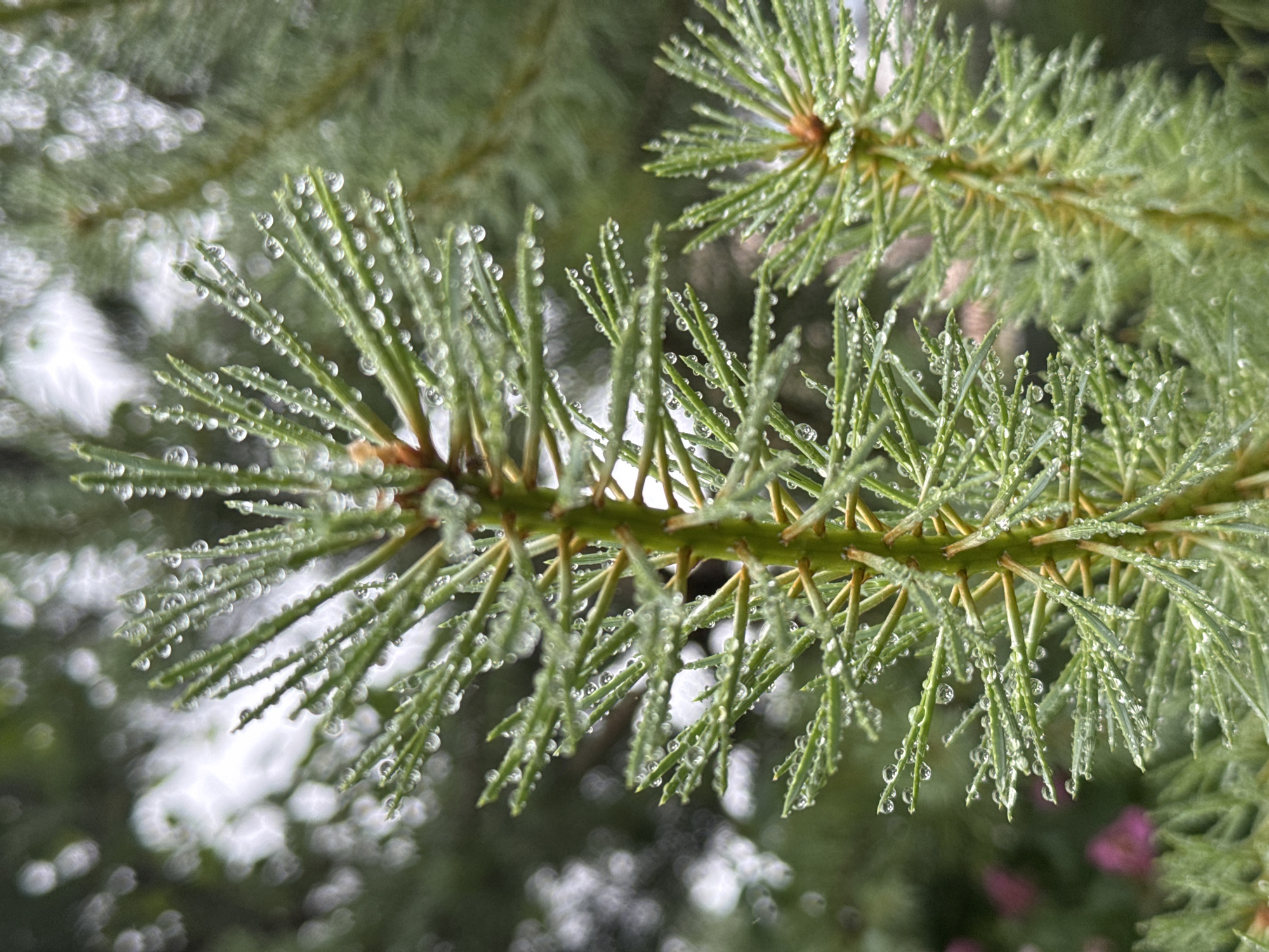 This is a close-up, high-angle photograph of a fir tree branch covered in water droplets. The branch is green and slender, with many small, needle-like leaves. Each leaf is adorned with one or more glistening water droplets, creating a delicate, dewy appearance. The droplets refract light, adding sparkle and depth to the image. The background is softly blurred, featuring more of the fir tree's foliage in various shades of green and some out-of-focus bokeh circles of light, suggesting an outdoor setting. The lighting appears diffused, possibly indicating an overcast day or early morning. There are hints of pink flowers in the far background, adding a subtle splash of color. The overall mood is serene and natural, focusing on the intricate details of the dew-covered branch. No people, text, or specific activities are visible.