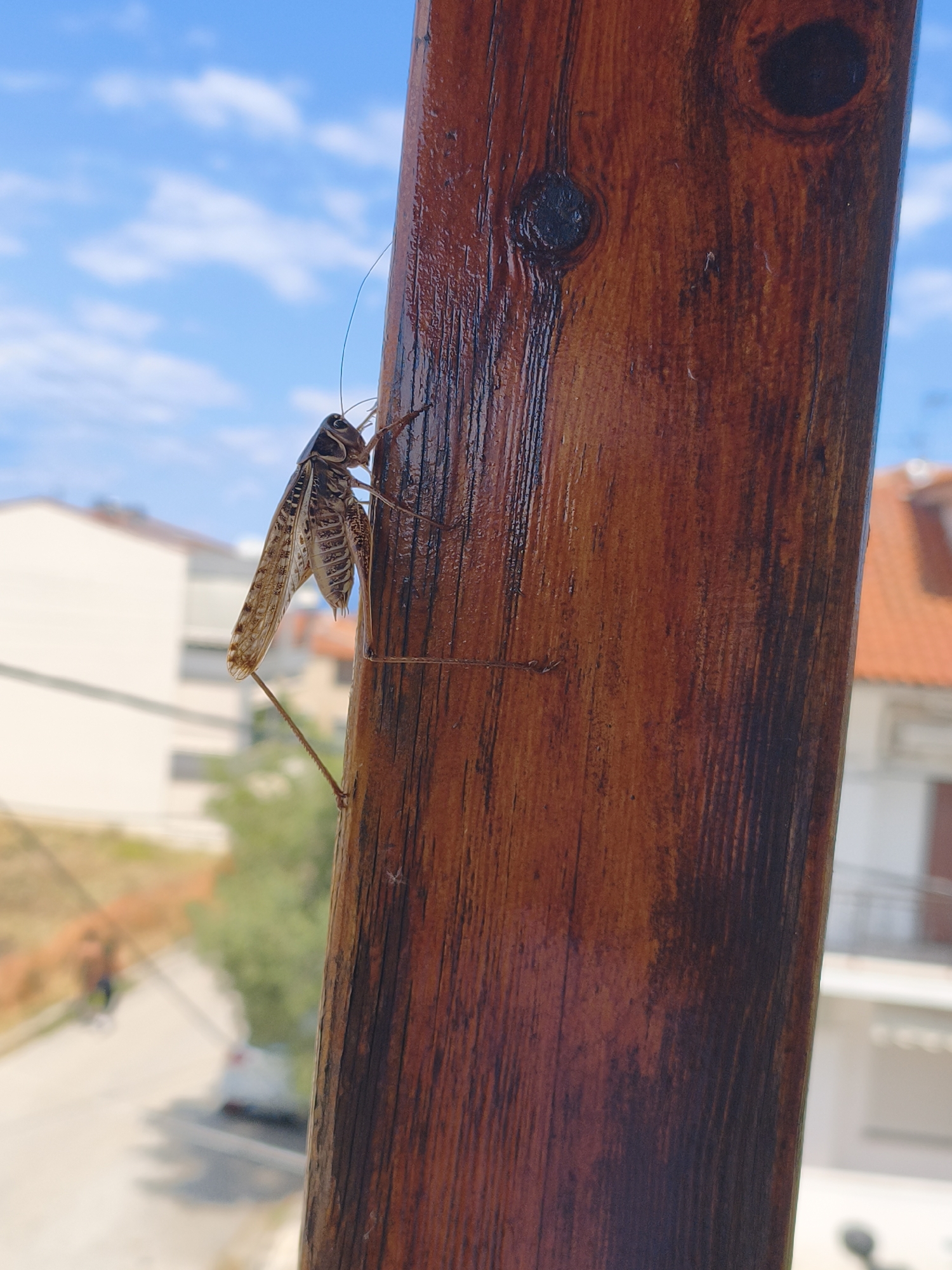 A brown and black insect with large wings and long antennae is perched on a vertical wooden pole. The pole is reddish-brown and appears to be varnished or polished. In the background, out of focus, are buildings with white walls and orange roofs, a green tree, and a light blue sky with white clouds. A street with a car and a blurred figure of a person is also visible in the distance. The setting appears to be a residential area in Kassandra Municipal Unit, Greece, likely an outdoor balcony or railing.