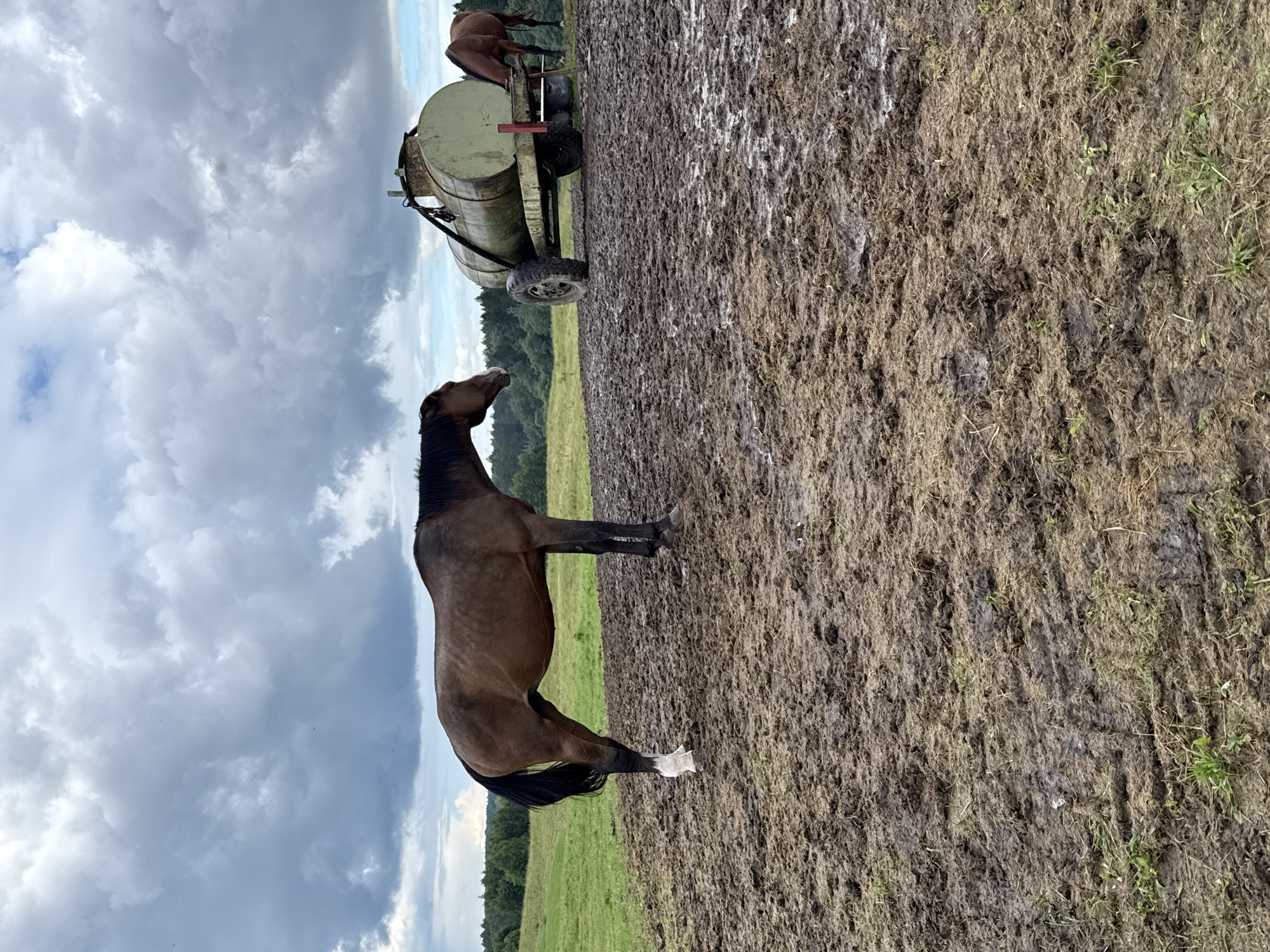 In Galinė, Lithuania, two brown horses are in a muddy field under a cloudy sky. The horse in the foreground, a bay horse with a black mane and tail, stands facing left with its head slightly lowered. It has white markings on its front left leg. Behind it, a large, green, cylindrical water tank on wheels is positioned in the mud. To the right of the tank, another brown horse is visible, partially obscured and appearing to drink or eat from a trough or the ground. The field is covered in thick, wet mud with some patches of grass. In the background, a line of trees forms a dark green border against the horizon. The sky is filled with dramatic, gray clouds, suggesting an overcast or potentially stormy day.