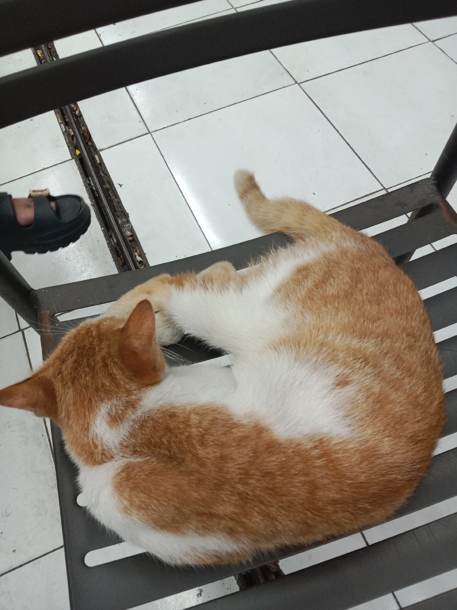 A ginger and white cat is curled up on a dark gray plastic chair. The cat is facing left with its head tucked into its body. Its tail is curled up over its back. The chair is on a tiled floor with white square tiles. To the left of the chair, a person wearing a black sandal is visible. The background shows a narrow gap between the chair and what appears to be a wall or a different piece of furniture, containing some debris. The image was taken in a location in Semarang, Indonesia.