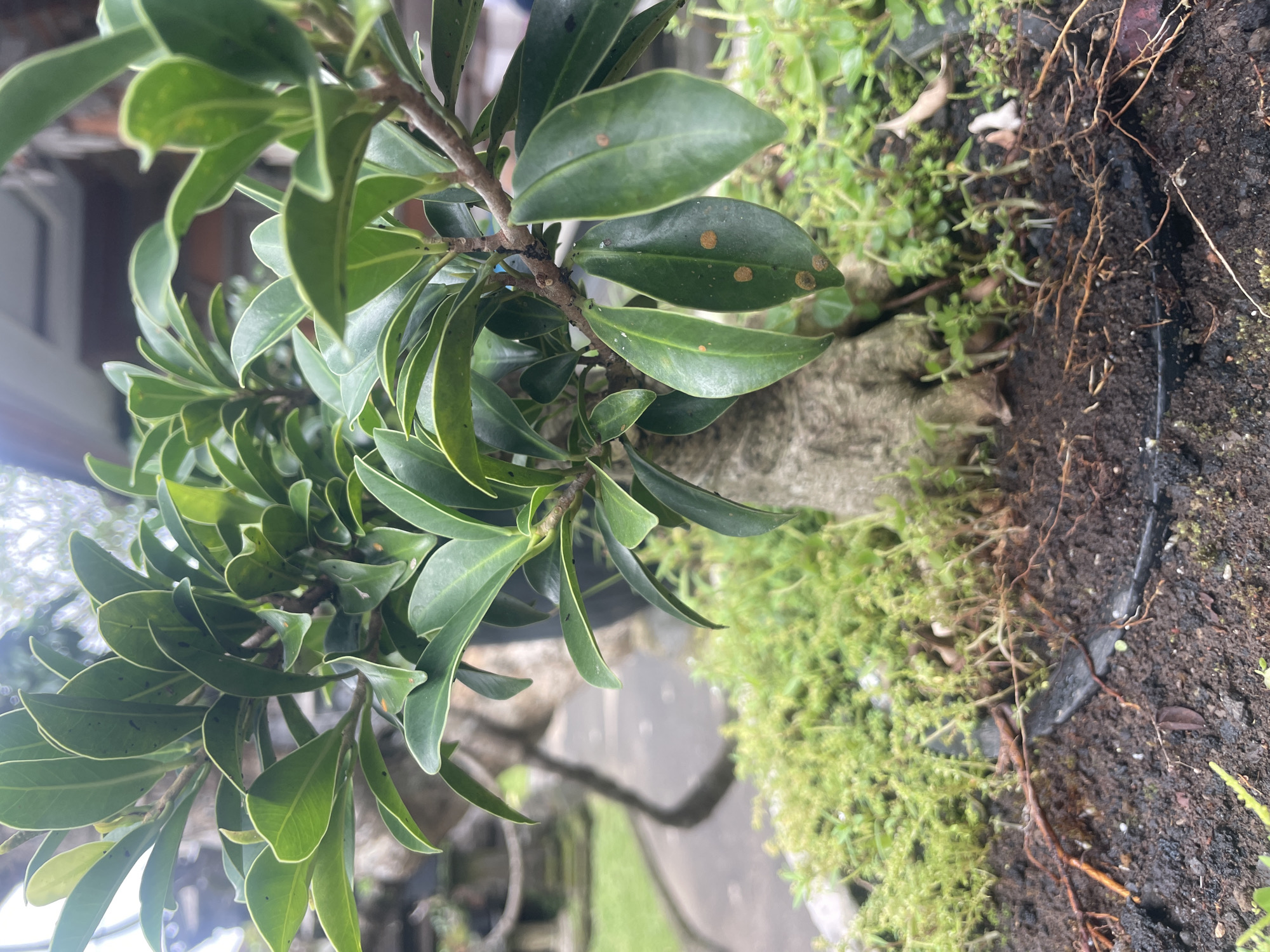 A close-up, slightly angled shot shows a plant with broad, green leaves edged in lighter green. Several leaves have small, circular brown spots. The plant's brown branches extend towards the upper center of the frame. Adjacent to the plant, there is a dense patch of bright green, moss-like ground cover. Dark soil and thin, brown roots are visible to the right of the ground cover. In the blurred background, there's a hint of a stone path and some grassy area, suggesting an outdoor garden setting. The location details—city, Unknown; Unknown—are provided.