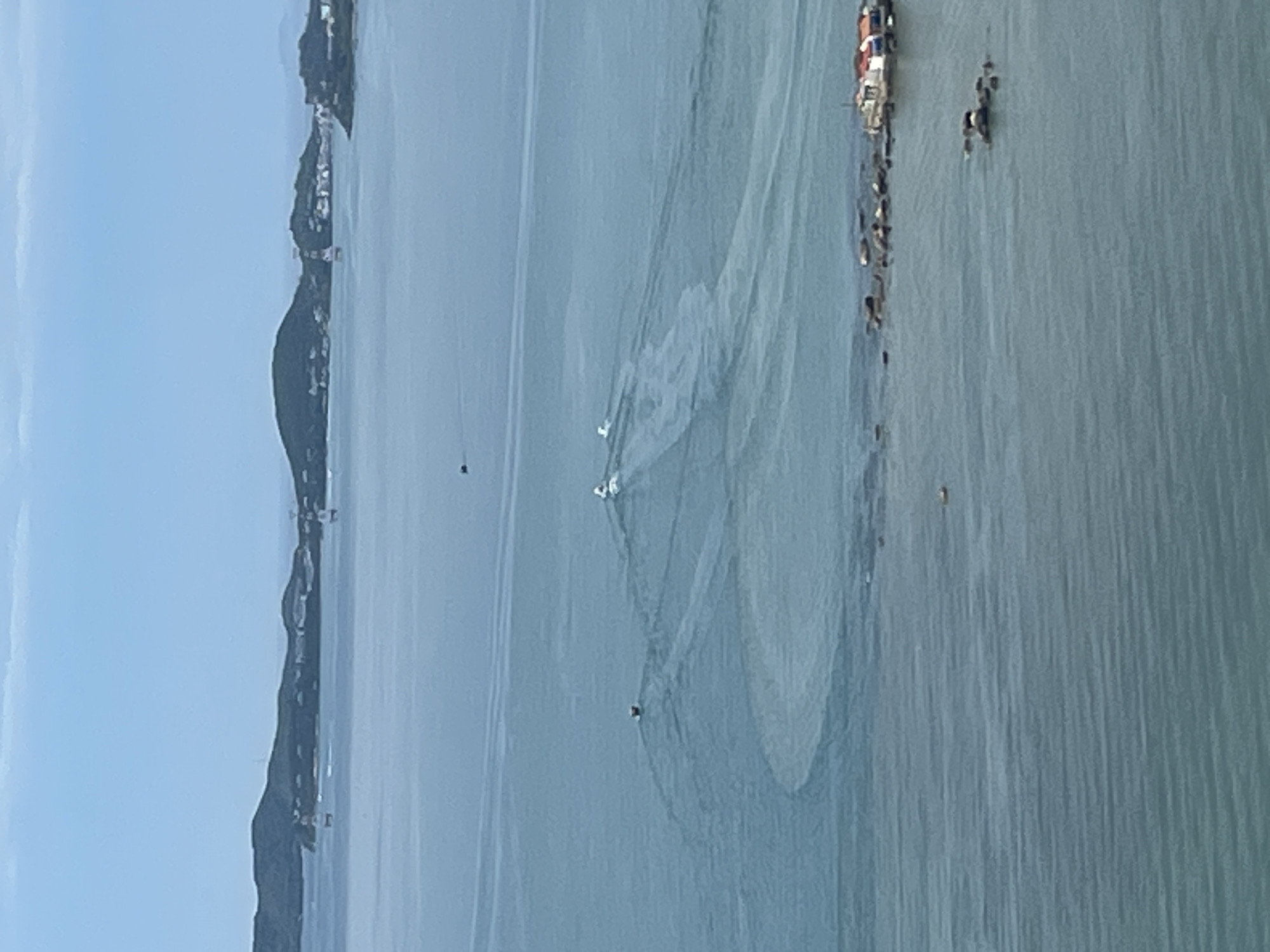 This elevated view captures a serene coastal or bay landscape, likely during daytime under clear skies. The primary focus is a large-scale fishing operation unfolding in the calm, light-blue waters.
A vast, roughly circular or semi-circular fishing net is prominently spread across the water, its intricate pattern of ropes and floats clearly discernible on the smooth surface. Several small, light-colored boats, likely fishing vessels, are positioned near and within the net, suggesting active involvement in its deployment or retrieval. Another smaller, darker object, possibly a boat or a marker, floats further out in the water to the left.
On the right side of the frame, bordering the water, is a visible stretch of land with a cluster of colorful structures, possibly small buildings, shacks, or market stalls. A group of people is gathered in this area, some appearing to be wading in the very shallow water near the shore, while others are visible further out, interacting with the fishing net.
The background on the left reveals a long coastline featuring gentle hills or mountains, dotted with buildings and what appears to be a bridge or causeway connecting land sections in the middle distance. The lighting is soft, indicating either morning or late afternoon, and the water's stillness suggests calm weather. The scene portrays a functional and traditional fishing activity within a picturesque natural setting. There is no visible text in the image.