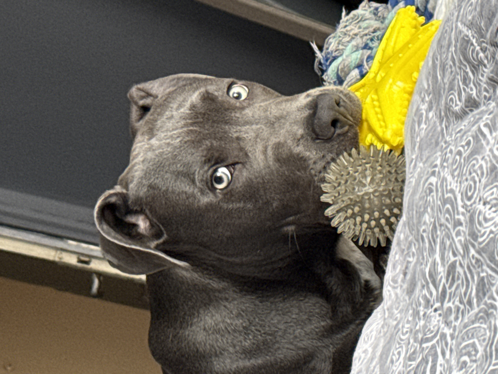 A gray dog with wide, attentive eyes is chewing on a spiky gray ball toy. The dog is positioned close to a gray and white patterned fabric, and it has a yellow toy and a rope toy above it. A window frame is visible behind the dog. This is located in the city of Varna, Bulgaria.