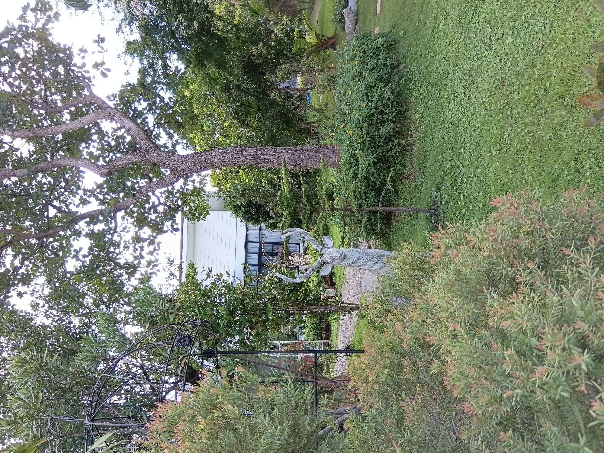The image depicts a garden scene in Ban Tong, Thailand. A white building with a modern design is visible in the background, partially obscured by lush green foliage and trees. In the foreground, a concrete statue of a deer with large antlers stands among various plants. To the left, a dense shrub with reddish-green leaves partially frames the scene. The ground is covered with grass and a gravel pathway. The overall impression is one of a tranquil, well-maintained garden area adjacent to a residential property.