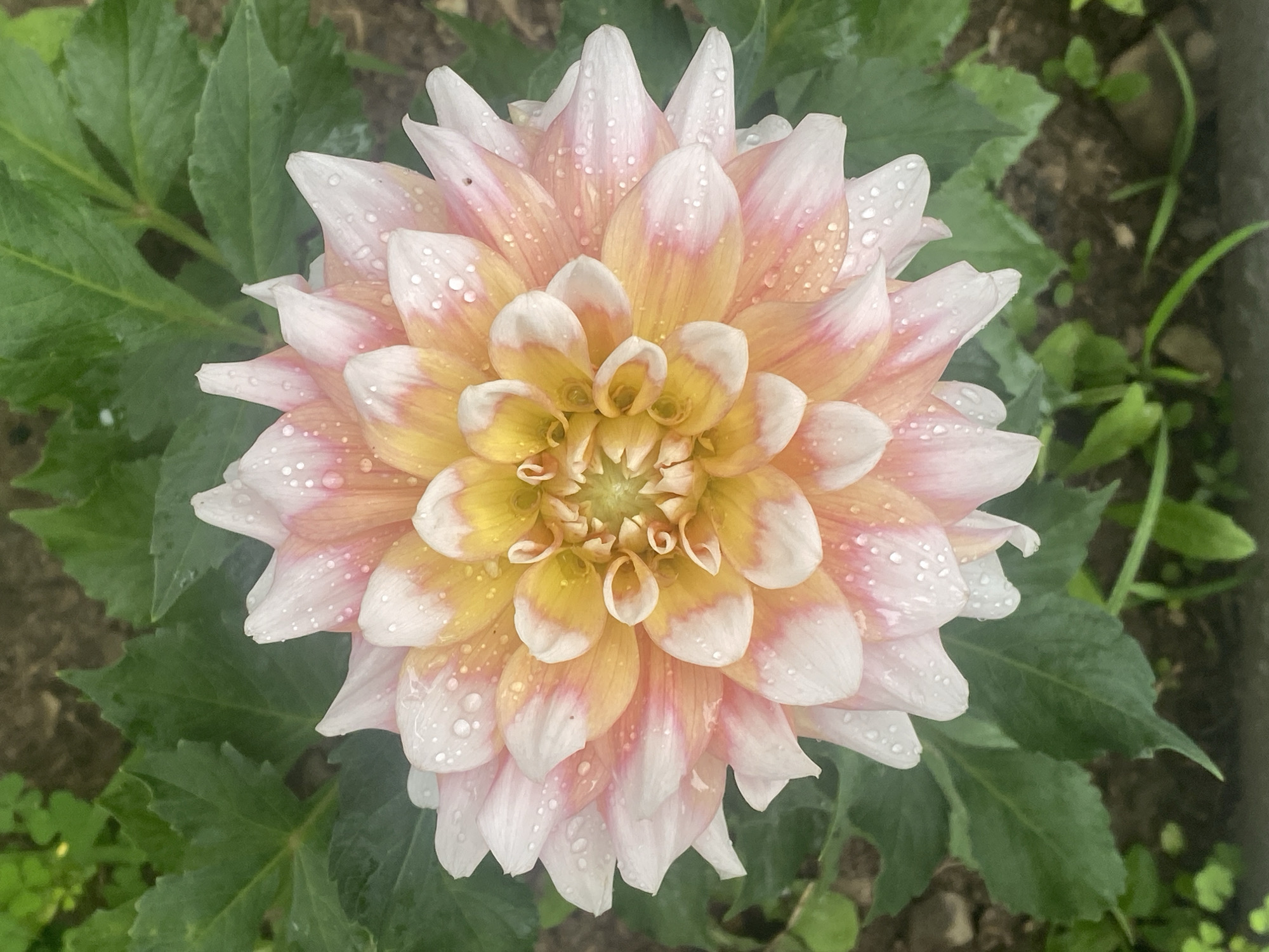 This is a close-up, overhead, full-frame shot of a blooming dahlia flower. The flower has a multitude of layered petals that transition from a vibrant yellow-orange at the center to white with pink tips on the outer edges. Numerous small water droplets are visible on the petals, suggesting recent rain or watering. The flower is surrounded by dark green foliage, also speckled with water droplets. The background is blurred and appears to be dark soil and more greenery, typical of a garden setting. There are no people or animals present in the image, nor any discernable man-made objects or structures. The lighting appears to be natural daylight, diffused, possibly on an overcast day or in the shade. The location is described as Pattersonville, United States.