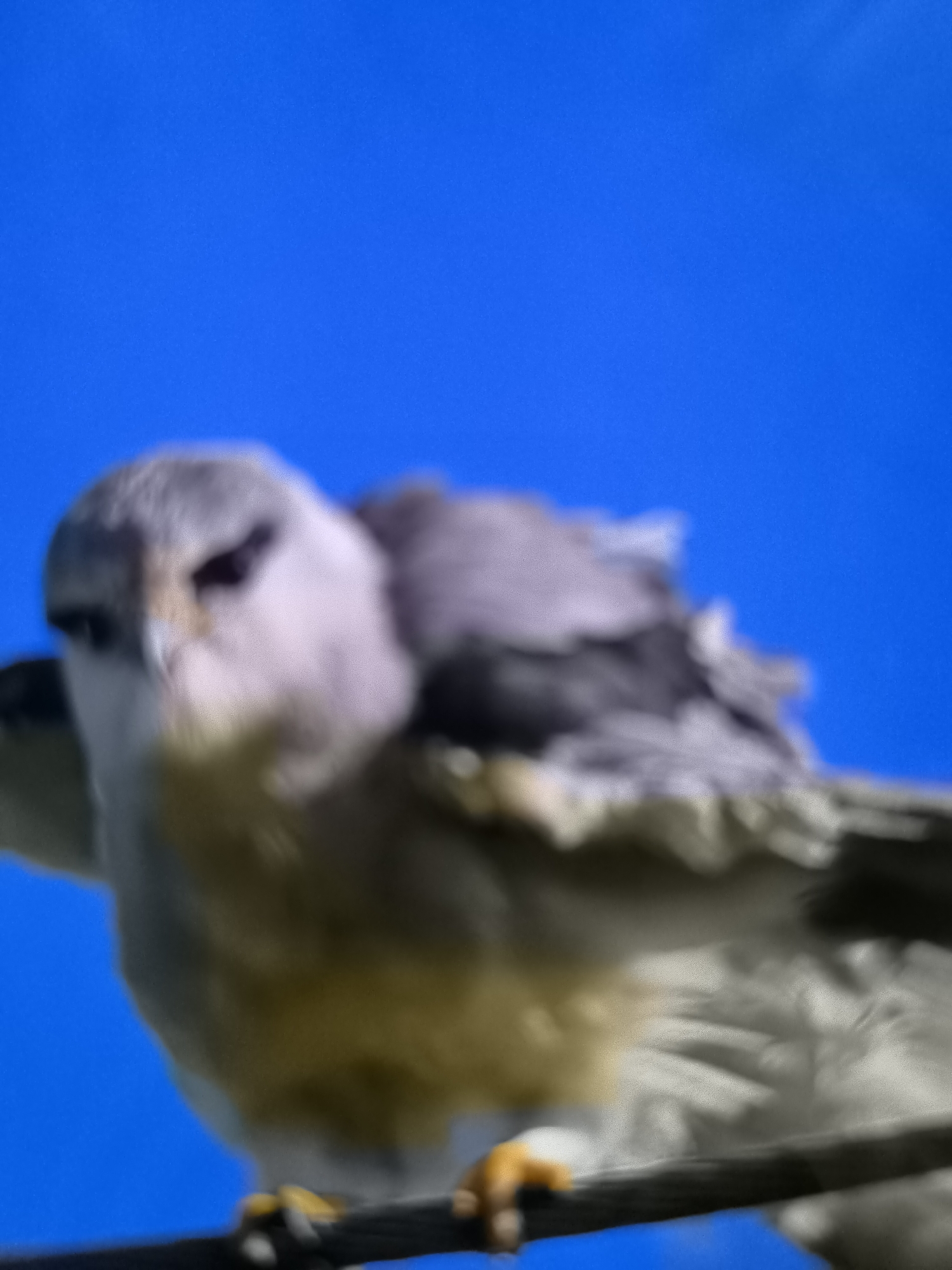 A very blurry close-up of a bird with grey and white plumage is perched on a dark surface against a solid blue background. The bird's head is turned to the left, and its dark eye is visible. Its beak is light-colored. The bird has yellow talons. The image is out of focus, making it difficult to discern fine details. The context of Banjarejo, Indonesia is not depicted in the image.