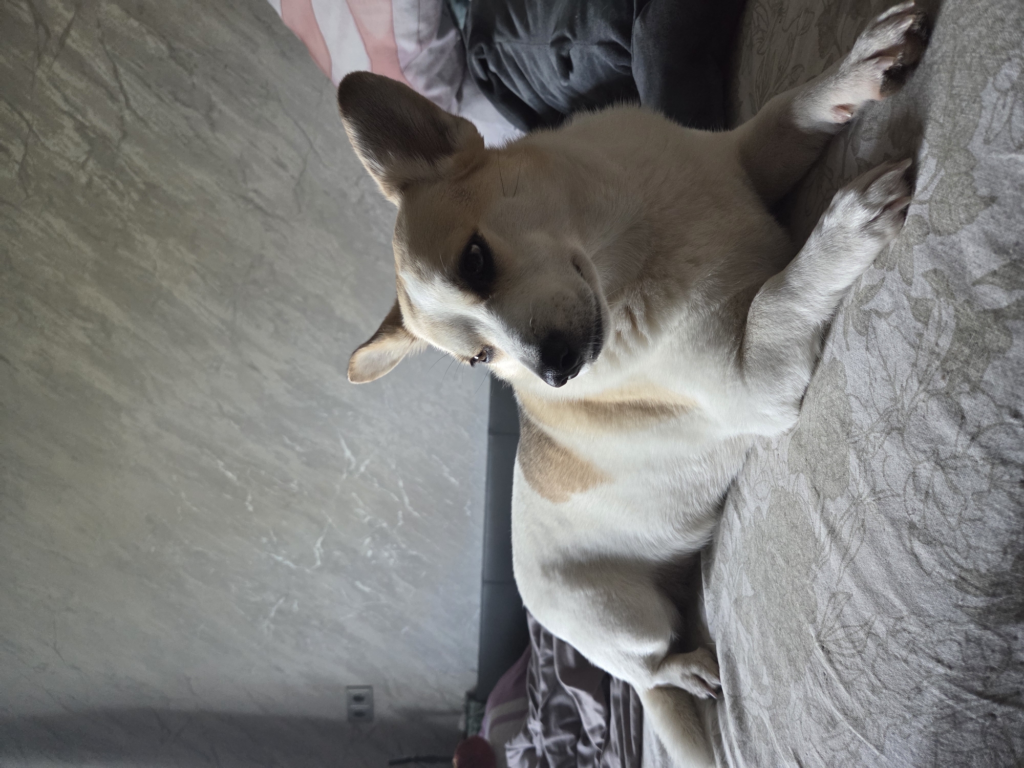A dog lies on a patterned bedsheet in an indoor environment in Unknown, Unknown. The dog has white and tan fur, with one ear erect and the other folded. The background includes a grey wall with an electrical outlet and clothing in the upper part of the frame.