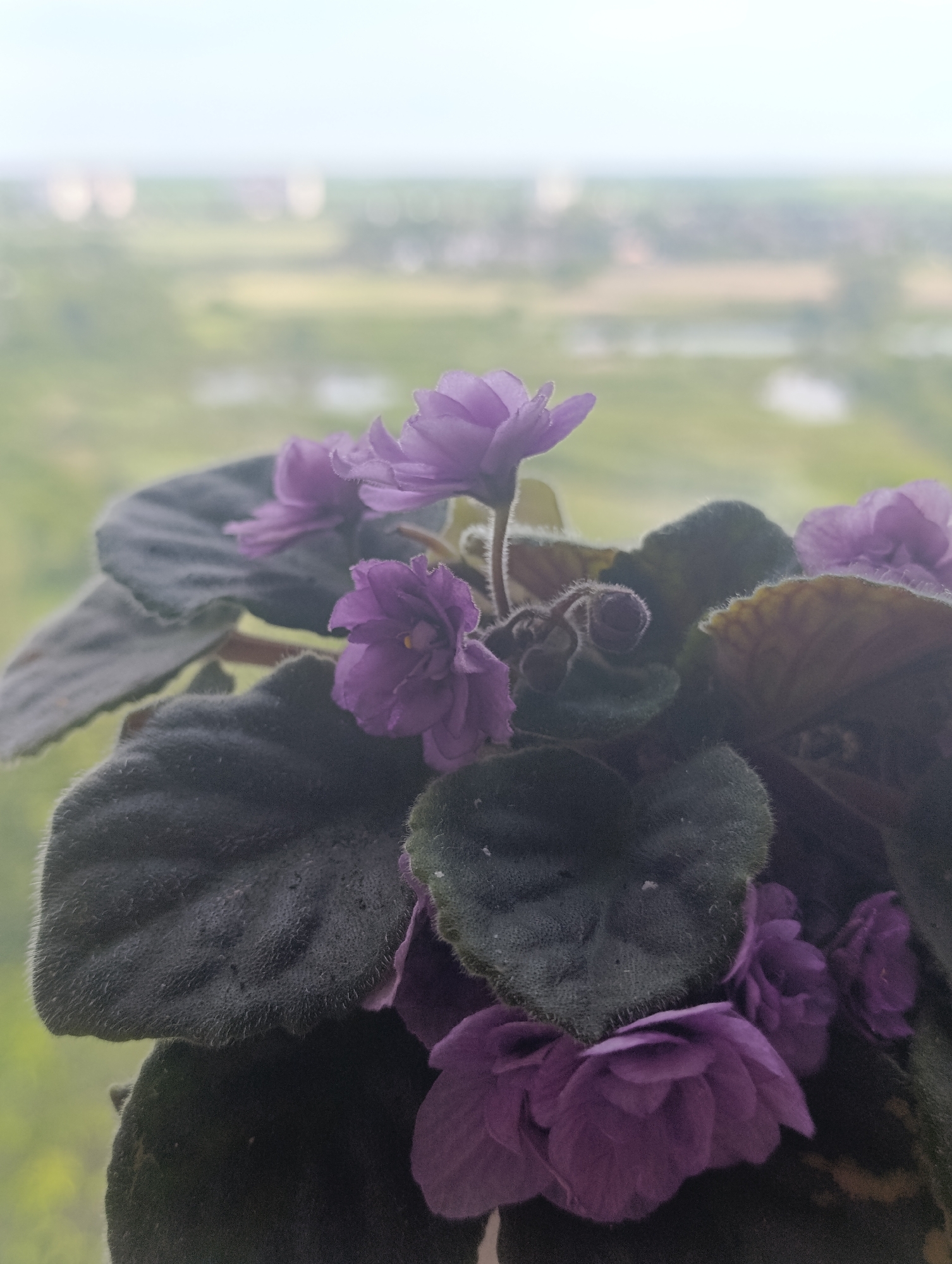 A close-up, slightly overexposed, vertical, eye-level shot of a potted African violet plant shows several purple flowers and dark green, fuzzy leaves. The plant is positioned in the foreground, obscuring the background which is a blurred, hazy landscape of green fields and sky. The exact location in Bila Tserkva, Ukraine, is not discernible from the image. There are no people or actions depicted.