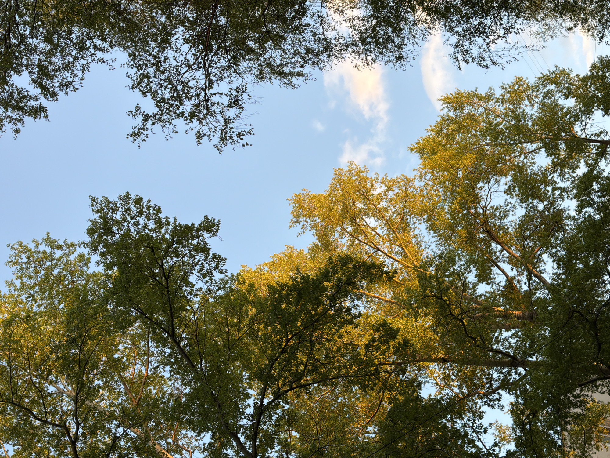 The image captures a view looking upwards through tree branches towards a pale blue sky. The foliage varies in color, with some areas appearing green and others exhibiting a golden hue, suggesting possible seasonal change or varied light exposure. A few wispy clouds are visible in the sky. The branches create a textured and somewhat enclosed frame around the open sky. The location is the city of Chaikovsky, Russia.