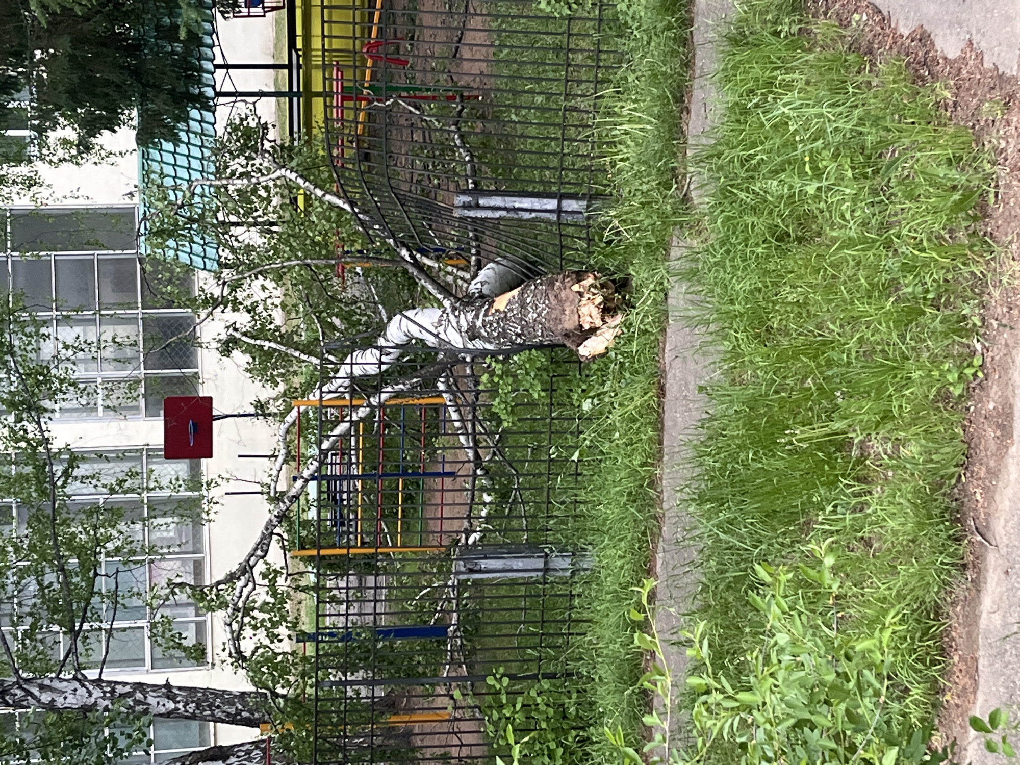 A fallen birch tree rests across a black metal fence near a playground in Chaikovsky, Russia. The tree's trunk is broken and splintered. Grass grows along the base of the fence and a concrete sidewalk borders the lawn. In the background, a multi-story building with rows of windows is visible, along with a red basketball hoop. A playground structure with blue and yellow bars is partially visible behind the fence.