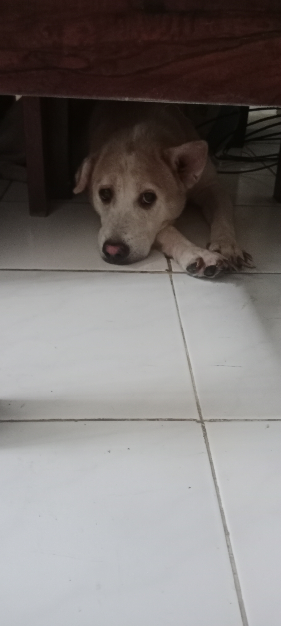 A medium-sized dog with light brown fur and dark eyes is lying down on a white tiled floor, partially under a dark wooden table. The dog's head is resting on its front paws, and it is looking towards the camera with a sad expression. Its ears are perked up. The background is dark and shows some cables. The scene appears to be indoors, possibly in a home or a shelter. The image is taken from a low angle. The location is identified as Banyuraden, Indonesia.