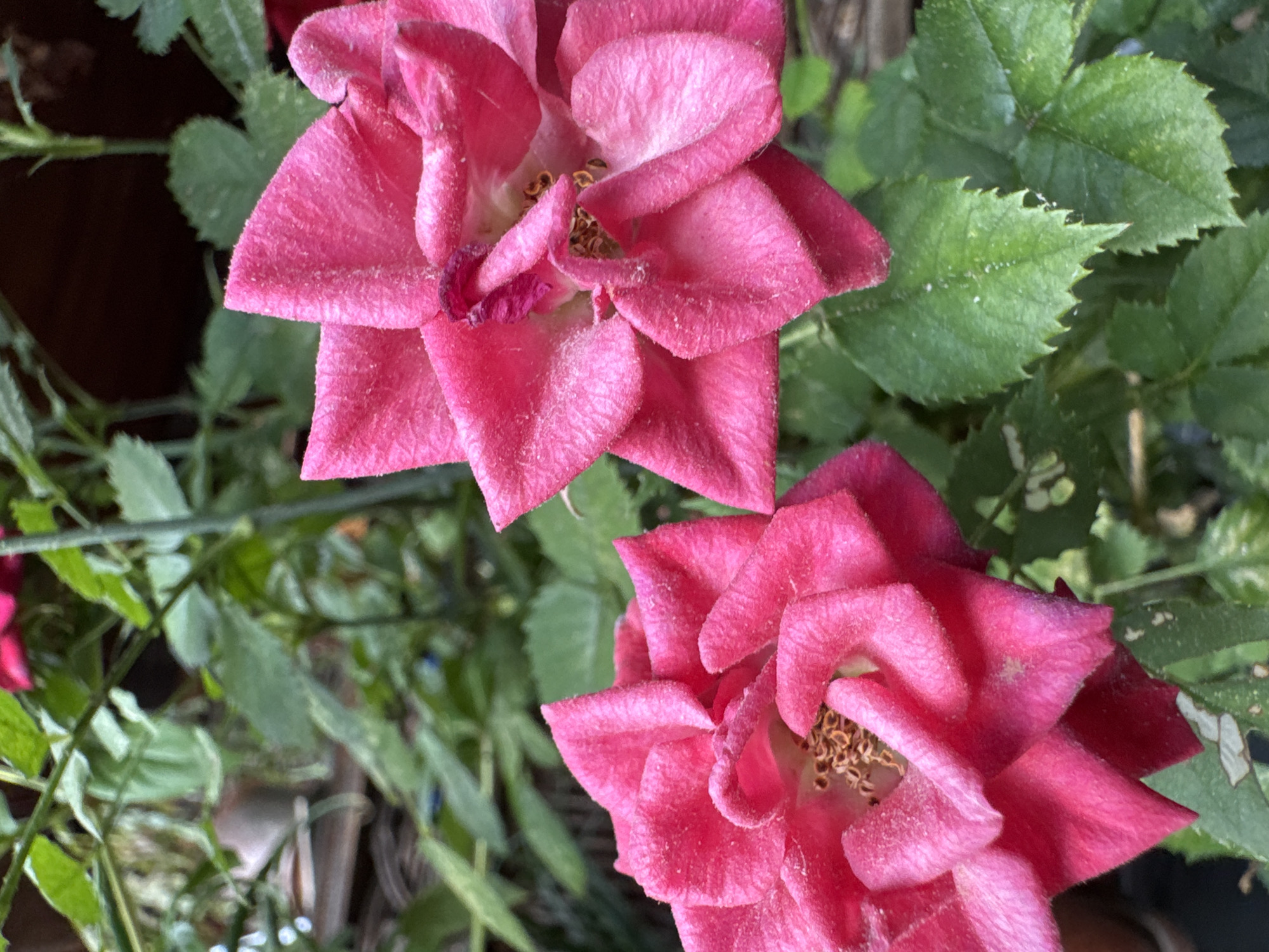 Two bright pink roses are in focus in the foreground of this medium shot photo. The rose on the left is slightly further away than the rose on the right. Both roses have fuzzy petals with dried pollen in the center of the blooms. They are surrounded by green leaves and stems. In the background, there is a dark brown, wooden fence. The photo was taken outdoors on a bright day.