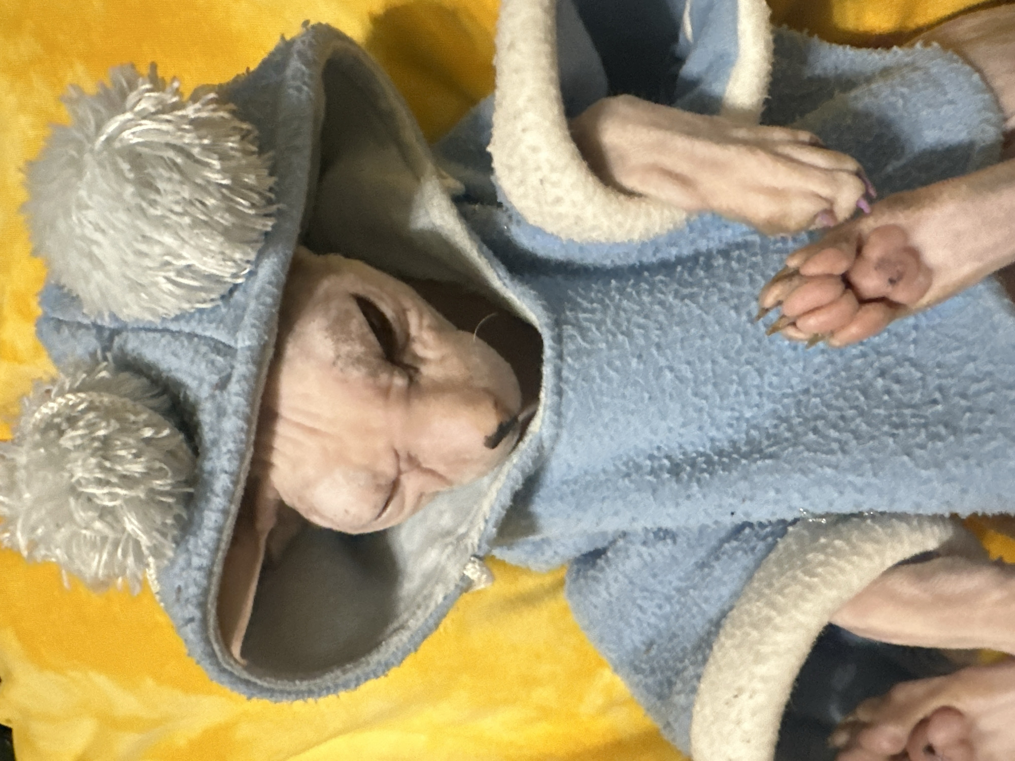 A hairless cat is wearing a light blue hooded outfit with two light gray pom-poms on the hood. The cat's eyes are closed, and its head is tilted. The cat is lying on a bright yellow surface. The cat's front paws are visible, one with extended claws. The image does not contain any identifiable landmarks or elements to suggest a specific location within the city of Togliatti, Russia.