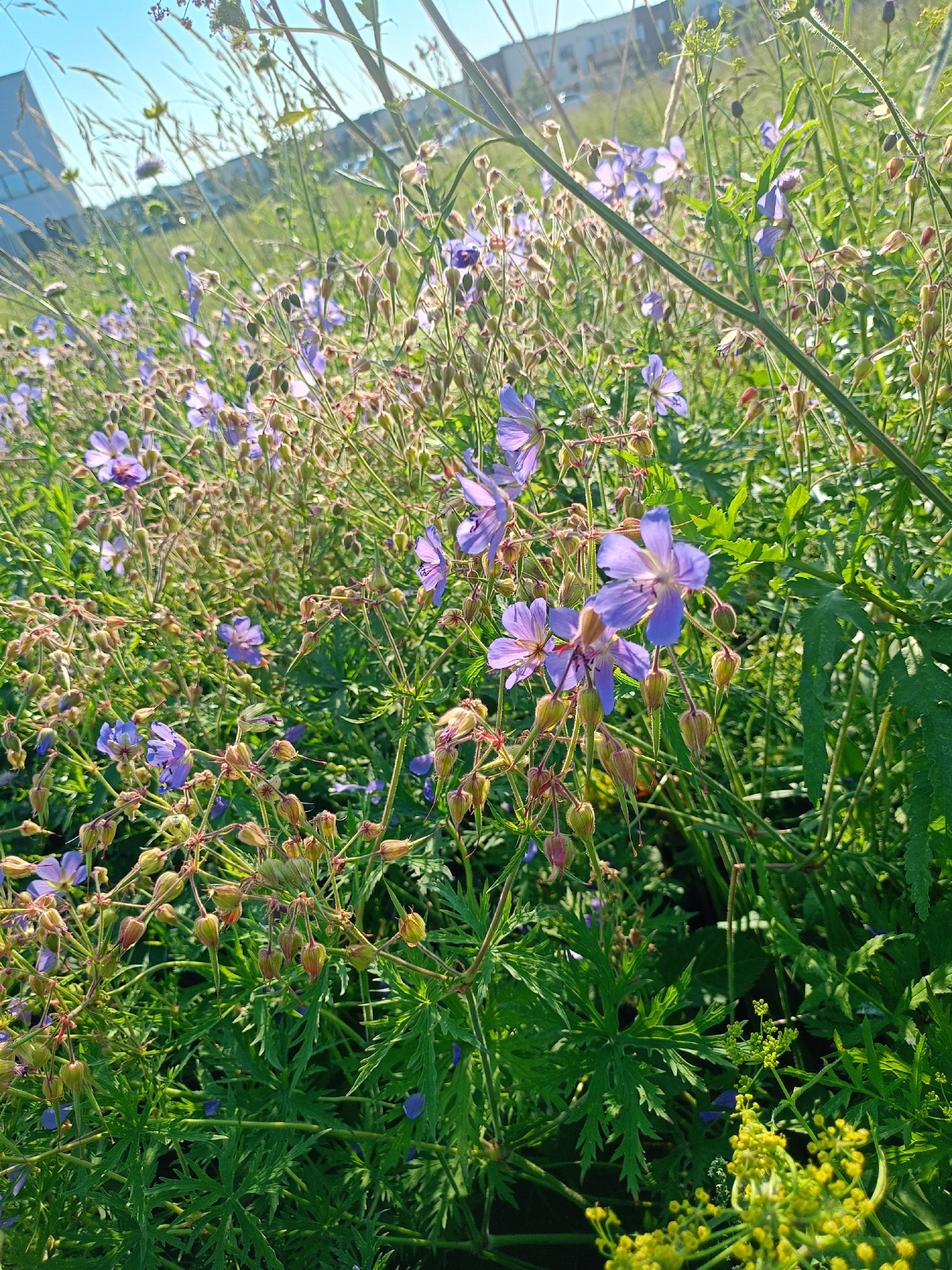 This is a close-up, eye-level, outdoor photograph of a dense patch of wildflowers and greenery bathed in bright sunlight, with a clear blue sky visible in the upper left corner. The scene is situated in a semi-urban or park-like setting, likely in Peetri alevik, Estonia, as indicated by the presence of buildings in the background. The foreground and midground are dominated by a profusion of small, delicate purple flowers, appearing to be a species of Geranium, interspersed with numerous seed pods and buds. The foliage is a vibrant green, with finely dissected leaves. In the far background, out of focus, are modern buildings, suggesting the area is developed. The overall impression is one of natural growth within a human-influenced environment.