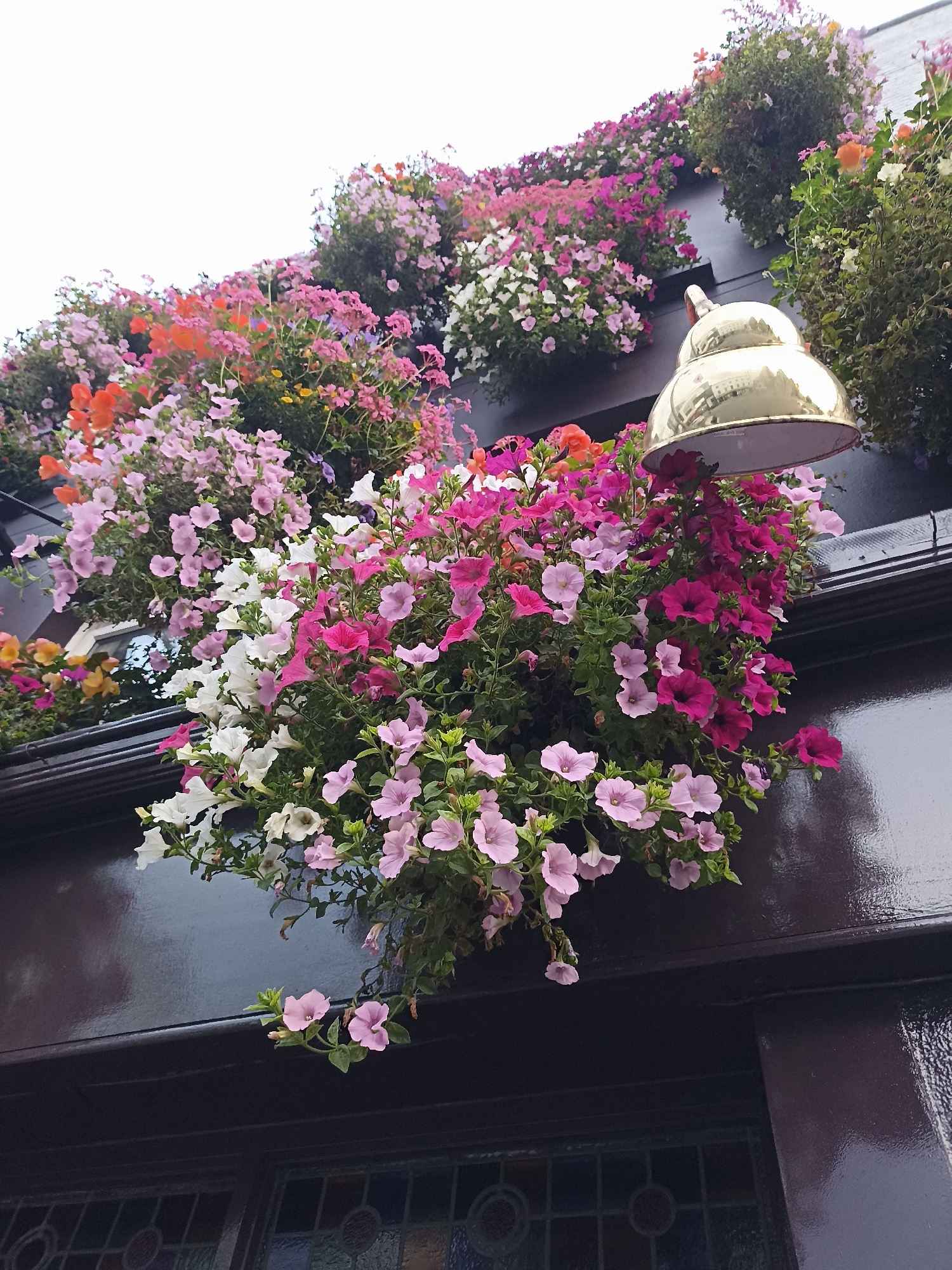 A low-angle, medium shot captures a cluster of vibrant petunias in bloom, cascading from a dark, reflective surface, likely the facade of a building. The flowers are in various shades of pink, white, and a few pops of orange, creating a lively display. Partially visible in the upper right quadrant of the image is a golden bell-shaped lamp, reflecting the surrounding flowers and a pale sky. Below the flowers, the dark facade appears to be part of a window frame or a wooden architectural detail, with hints of stained glass visible at the very bottom of the frame. The overall impression is one of floral abundance and decorative charm. This scene is characteristic of the lively floral displays found in Galway City, Ireland, particularly in areas like Shop Street or Quay Street, where businesses often adorn their exteriors with colorful hanging baskets and planters.