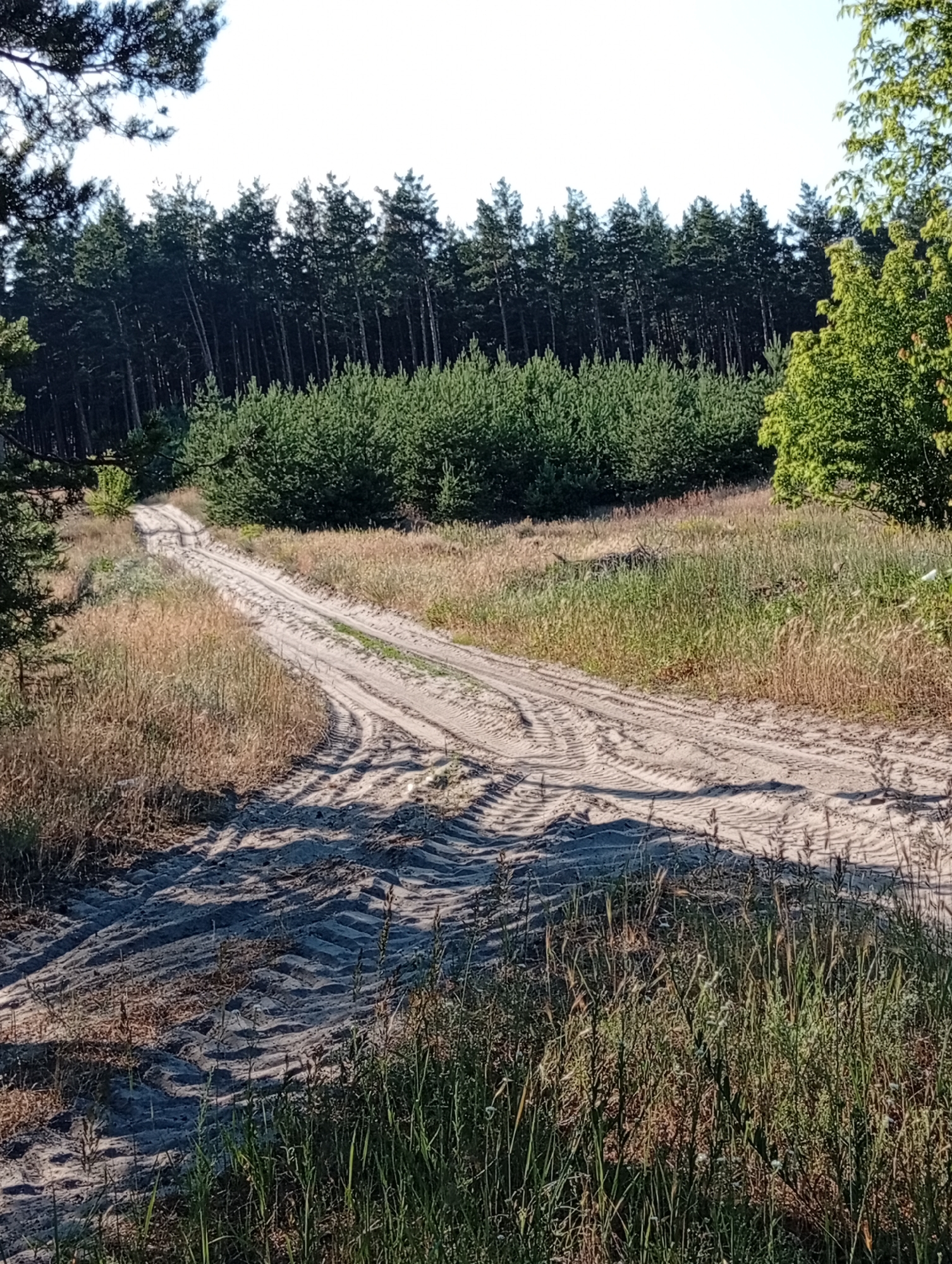 The image depicts a dirt road winding through a natural landscape. The road appears to be a tire track, with distinct tread marks visible in the sandy soil. The area is characterized by dry, tall grass on either side of the road, with a dense forest of pine trees forming a backdrop. The forest is a mix of mature trees with dark green needles and younger, more vibrant green pine saplings in the foreground of the tree line. The sky above is clear and blue, suggesting a sunny day. The scene is devoid of any human presence or artificial structures, giving it a remote and natural feel.