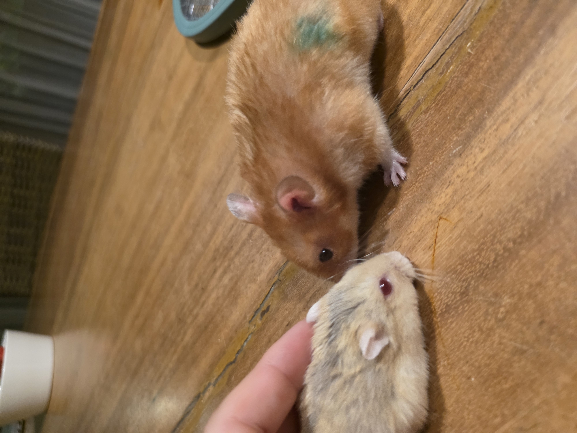 On a wooden surface, an orange hamster with a green mark on its back stands above a smaller, light-colored hamster that is being touched by a human finger.