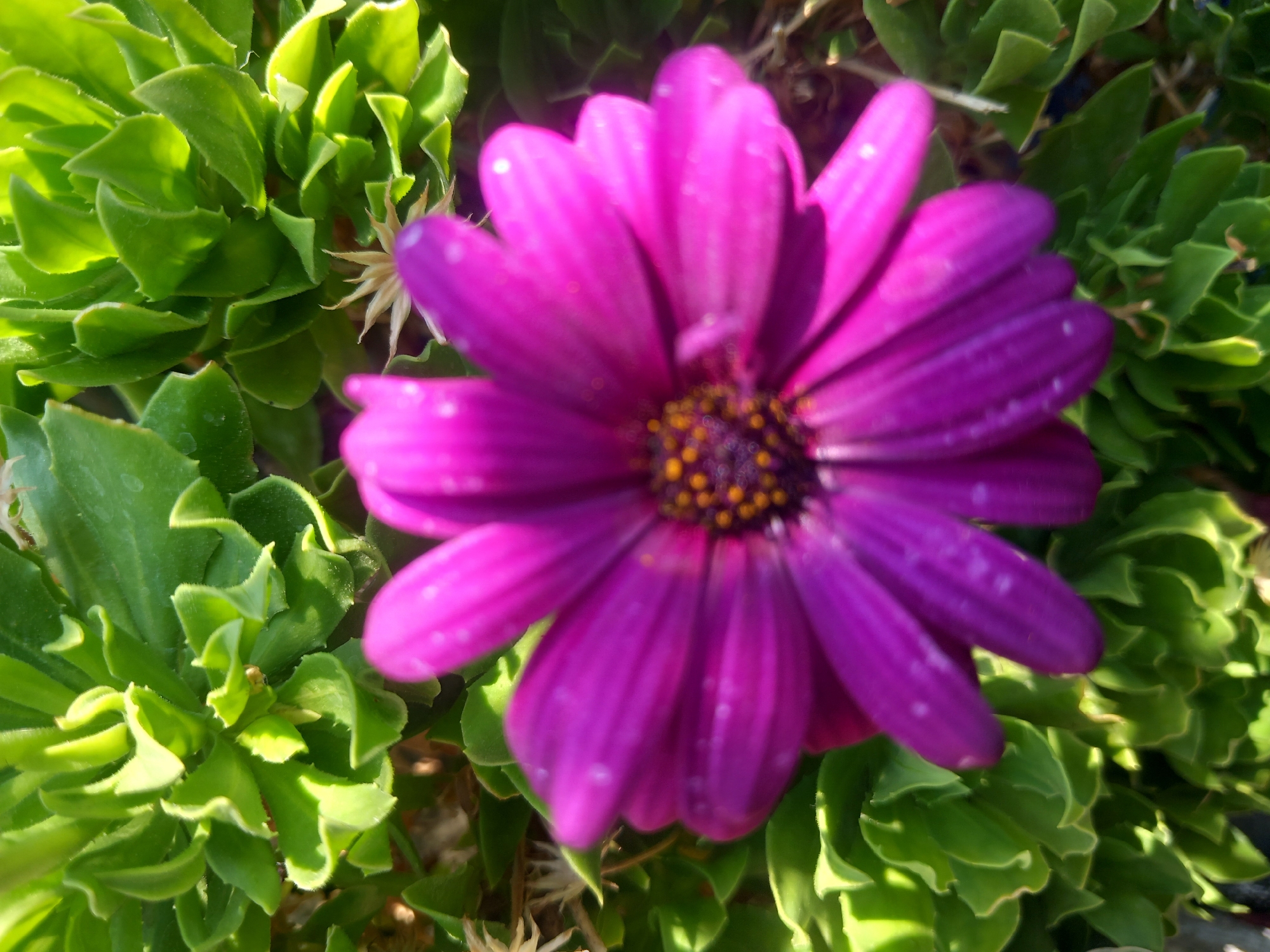 A close-up, eye-level, vertical shot captures a vibrant purple daisy with a brown and yellow center. The flower is in sharp focus, with its petals gently fanning out. Tiny white speckles are visible on the petals, possibly dew drops or pollen. The background is a lush tapestry of green foliage, with some of the leaves appearing slightly wavy and fleshy. The lighting suggests a sunny day, with highlights and shadows accentuating the textures of the petals and leaves. The image appears to be taken outdoors, likely in a garden setting within the vicinity of Άγιος Νεκτάριος, Greece, given the floral subject matter and potentially Mediterranean vegetation. No people or specific urban elements are depicted.