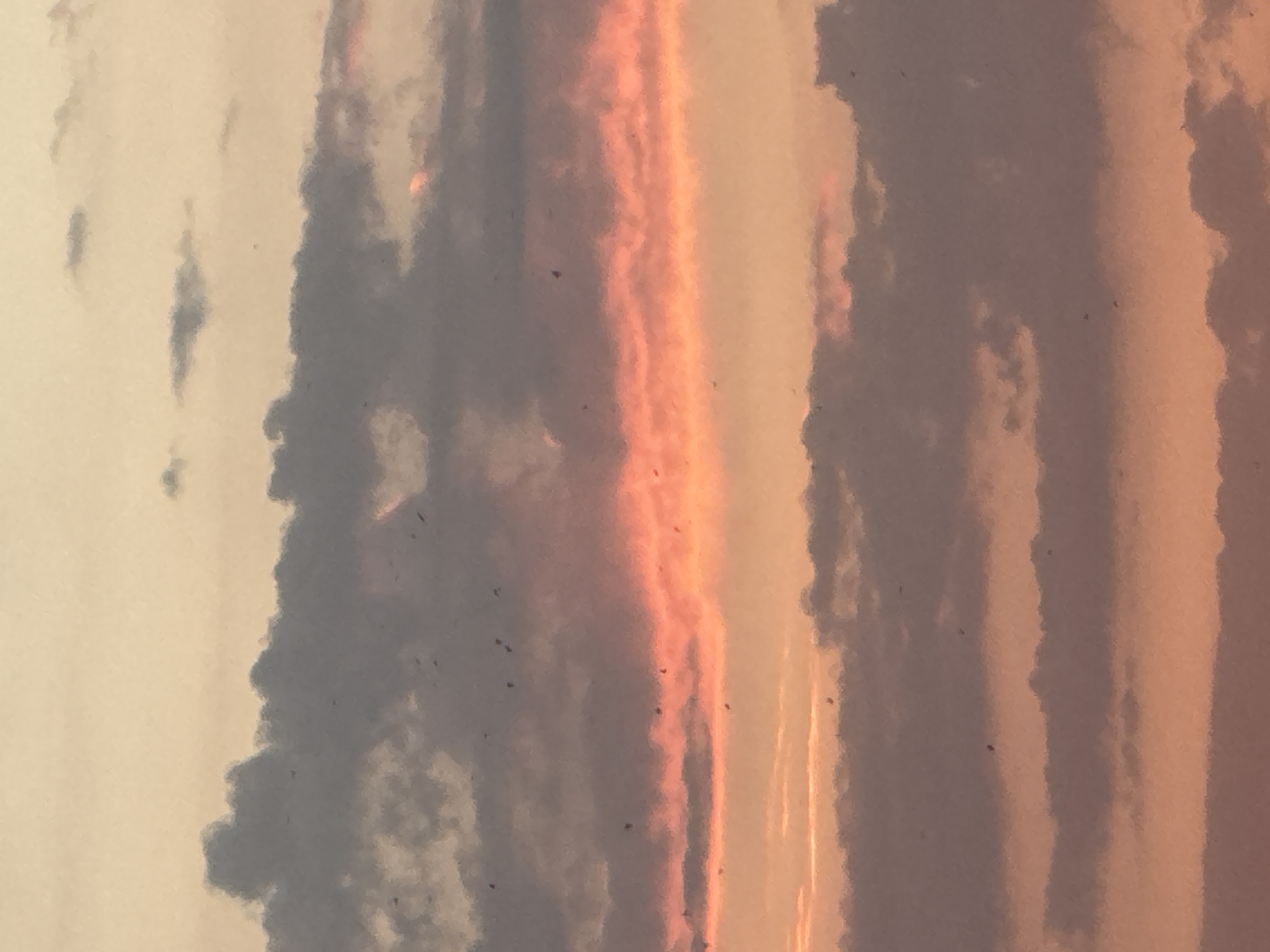 A photograph captures a dusky sky filled with layered clouds of varying shades of gray and orange. A vibrant band of pink and orange hues, indicative of a sunset or sunrise, streaks horizontally across the middle of the frame. Scattered throughout the sky are numerous small, dark specks, which appear to be birds in flight. The scene is an outdoor sky view, without any discernible city landmarks or people visible.