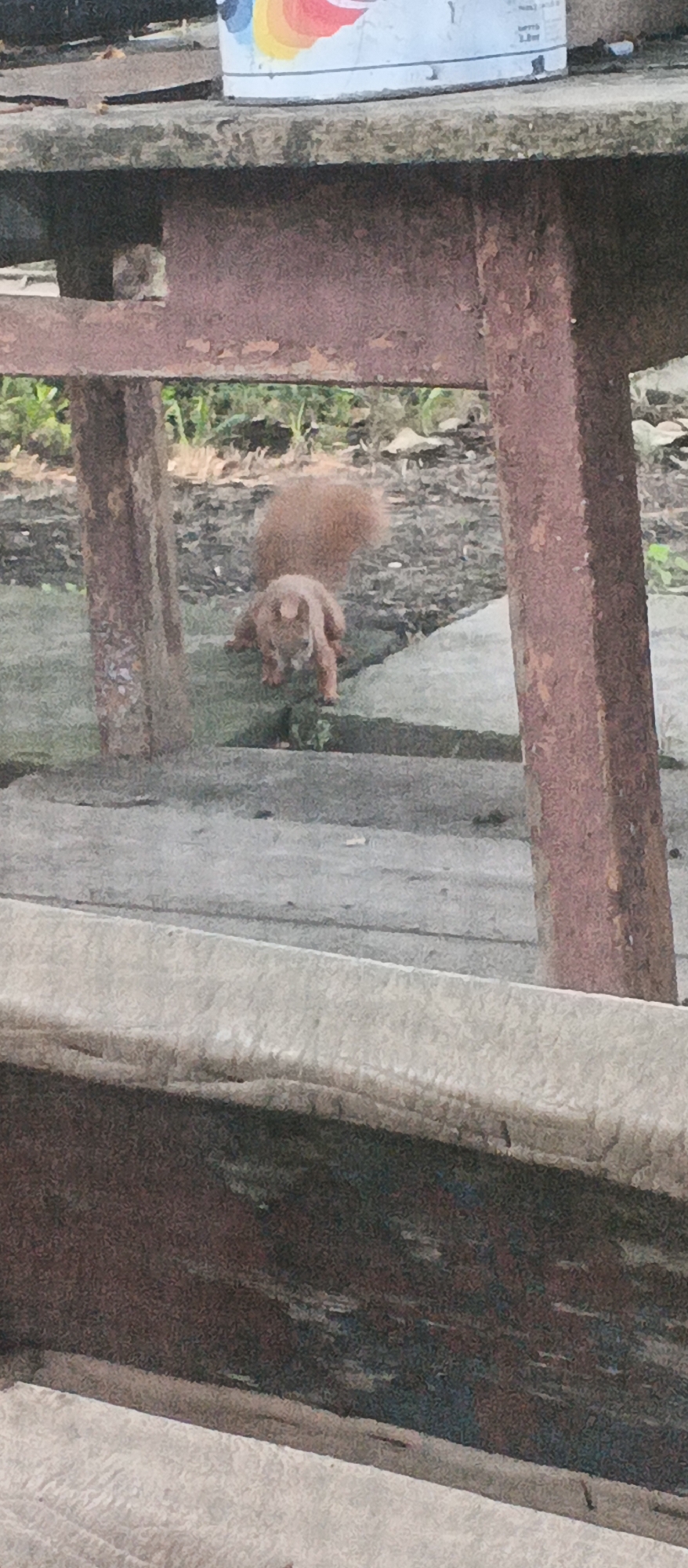 A squirrel is crouched on a stone surface under a weathered wooden structure. The squirrel is light brown with a bushy tail and its head is facing forward. The background is out of focus but appears to be a grassy area. The scene is set in Smila, Ukraine.