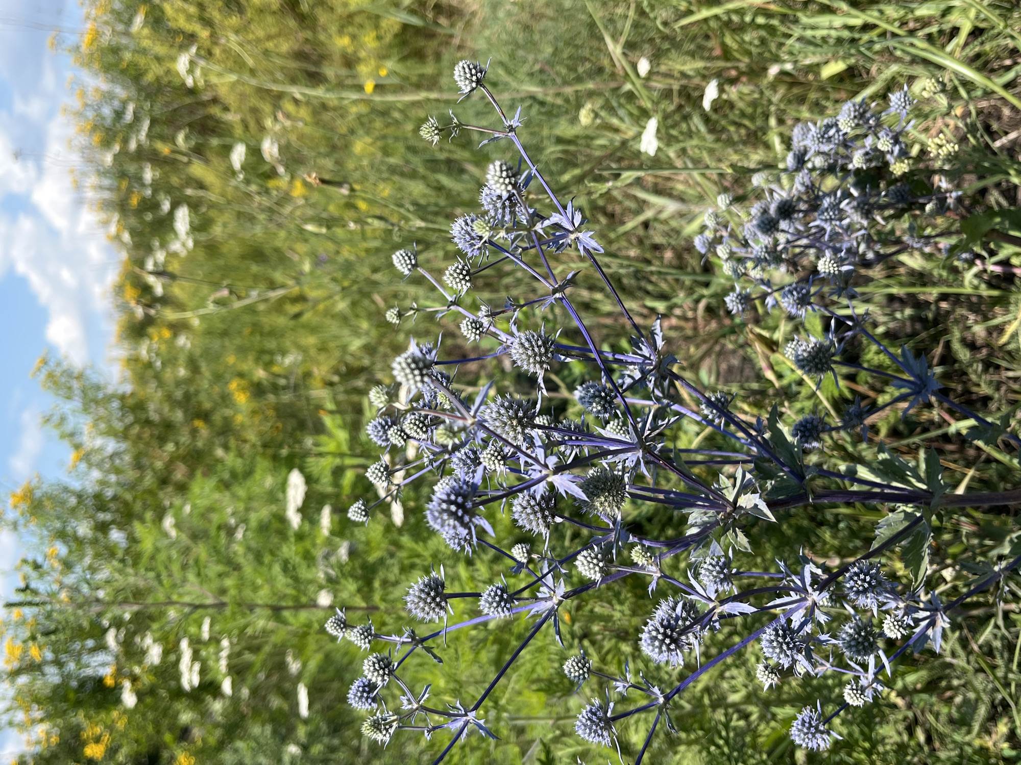 In an outdoor scene, a cluster of blue thistle-like flowers with spiky petals and a fuzzy, round center is in sharp focus in the foreground. The stems of these flowers are a deep purple and are branched, with some smaller buds also visible. Behind this cluster, the background is a blur of green foliage, interspersed with small white and yellow flowers, and a hint of blue sky with scattered clouds at the very top of the frame. The overall environment appears to be a meadow or a wild field.