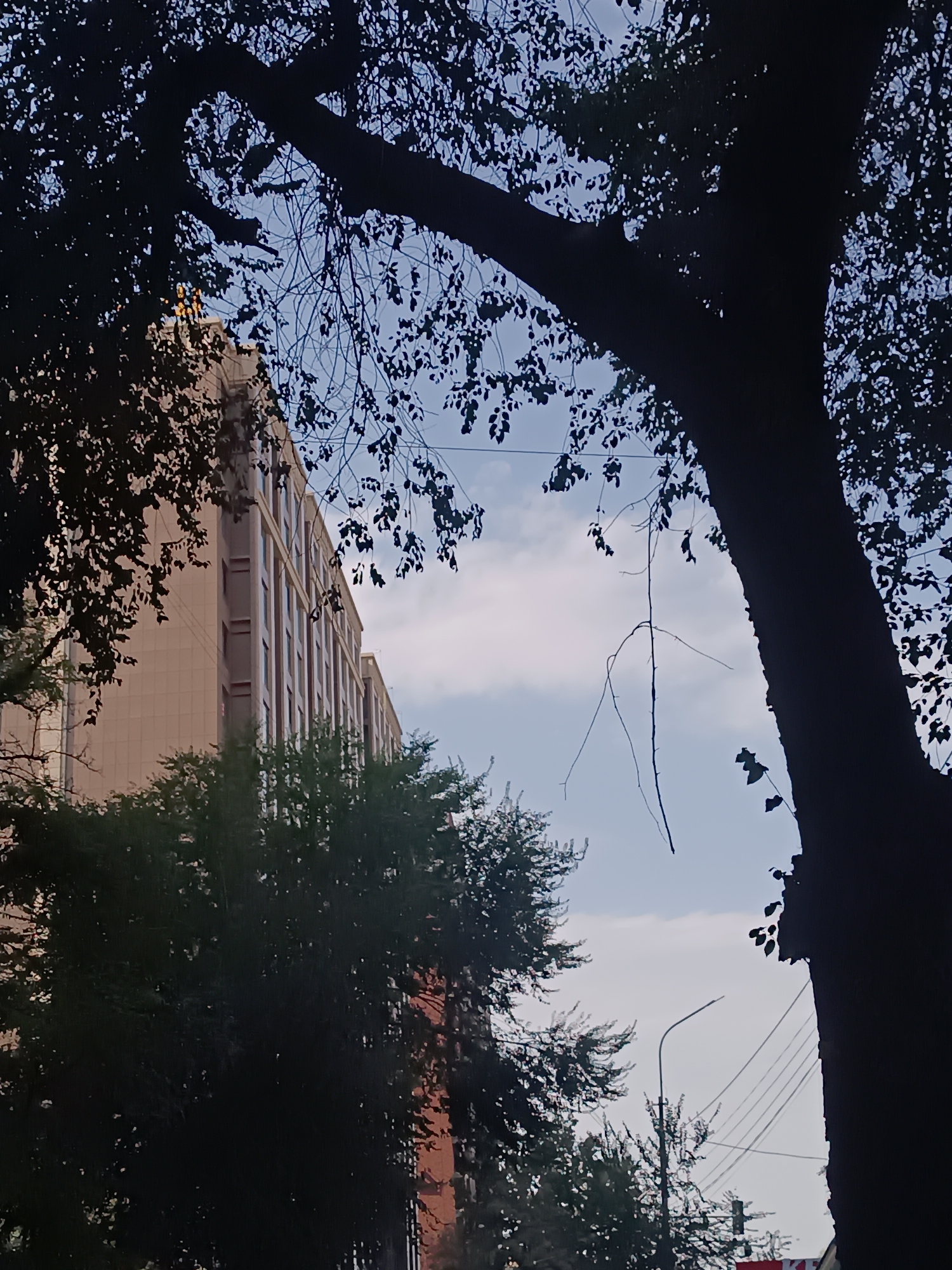 The image, captured in Bishkek, Kyrgyzstan, depicts an outdoor urban scene viewed from a low angle, looking upwards. Silhouetted against a pale blue sky with scattered clouds, a large tree dominates the foreground on the right side, its branches and dark leaves obscuring much of the view. To the left, a portion of a multi-story building is visible, characterized by its light-colored facade with a grid pattern of windows. Trees with dark green foliage are positioned in front of the building and also in the mid-ground to the left, adding depth to the scene. A street lamp is visible on the right side of the frame, with several power lines extending horizontally across the sky. A thin, bare branch hangs down from the tree in the foreground, creating a linear element against the sky. The overall impression is one of an urban environment partially enclosed by natural elements, with a slightly overcast sky suggesting it might be late afternoon or early morning.
