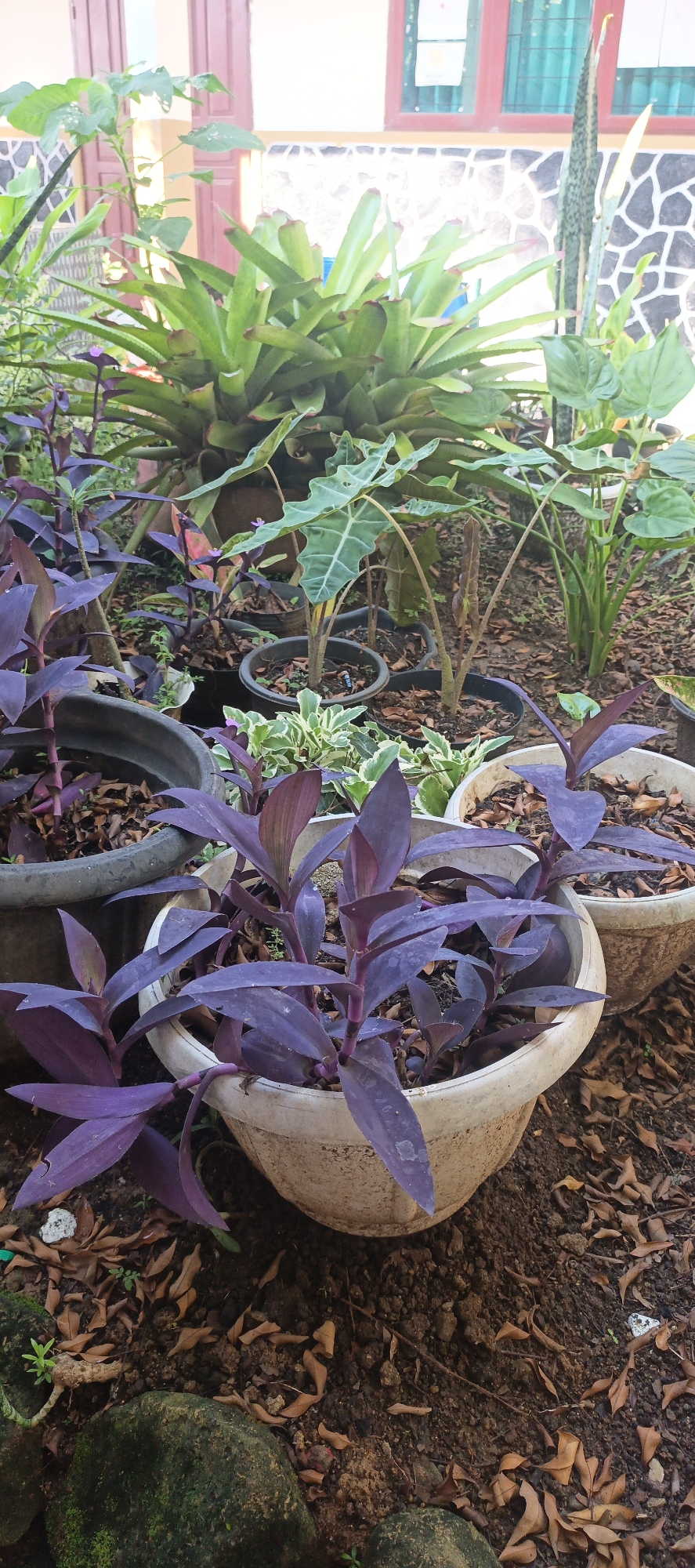 The image depicts an outdoor garden scene in Sukabumi, Indonesia. The foreground is dominated by a pot containing a vibrant purple leafy plant, possibly Tradescantia zebrina, with a large grey pot to its left. In the mid-ground, several other potted plants are visible, including a large bromeliad with spiky green leaves, some Alocasia plants with distinctive arrowhead-shaped leaves, and a tall, slender snake plant. The ground is covered with dry leaves and dirt. In the background, a building with red-framed windows and a stone-patterned wall can be seen. The lighting suggests it is daytime, with sunlight illuminating parts of the garden. There are no people or animals present in the image.
