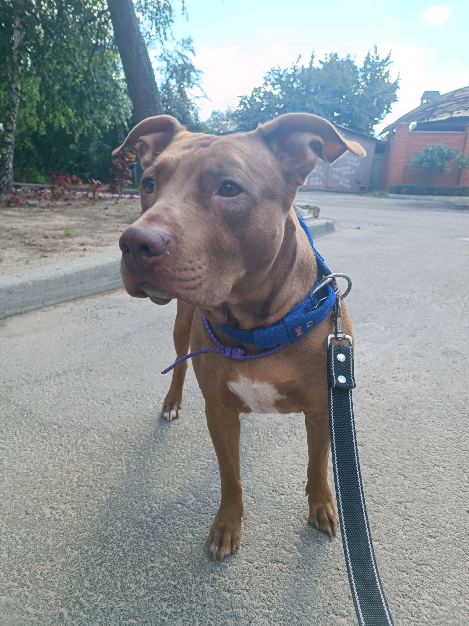 A brown dog with a blue collar and a leash stands on a paved surface in what appears to be an outdoor public area. The dog is facing to the left of the frame, with its head turned towards the viewer. Its ears are perked up, and its tail is not visible. The leash is black with white trim and is attached to the collar. In the background, there are trees, a building with a dark roof, and a fence. The sky is visible above, with some clouds. The image appears to have been taken during the daytime. The specific location in the city of Zaporizhzhia, Ukraine is not discernable from the image itself.