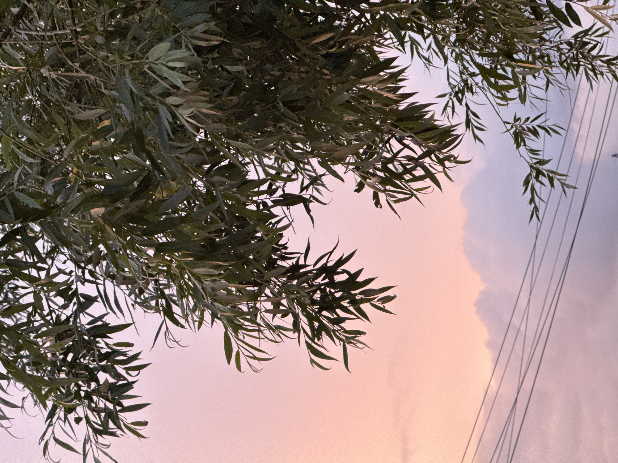 This media file is a photograph taken outdoors, likely during dusk. The scene is dominated by the branches and foliage of a tree, predominantly dark green in color, which occupies the left and upper portions of the frame. The leaves are long and slender, typical of a willow or olive tree, and they hang downwards, obscuring the background to some extent.
The background consists of a sky transitioning through shades of soft pink and lavender, indicative of a sunset or twilight. A large, diffused cloud formation is visible in the upper right quadrant of the image, adding texture to the sky. Overlaying the sky are several dark, parallel lines, which appear to be power lines or utility wires, running diagonally from the upper right towards the bottom of the frame. Their presence suggests an urban or semi-urban environment.
No people are visible in the photograph. The overall mood is serene and somewhat melancholic, conveyed by the soft lighting and the silhouette of the tree against the fading sky. The location context of Izhevsk, Russia, is not visually evident from the image itself, but it provides geographical information. There is no visible text in the media file.