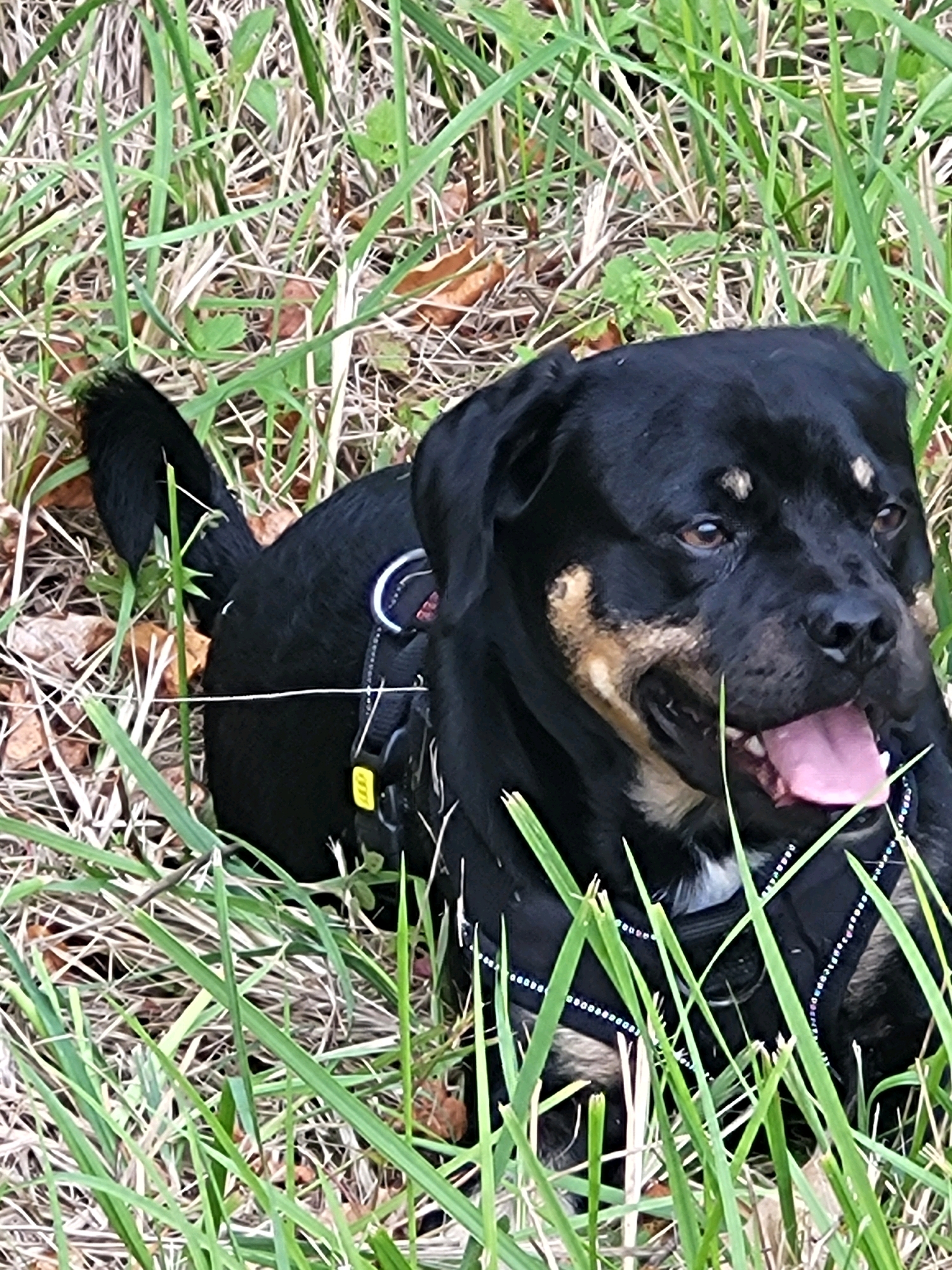 A black and tan Rottweiler mix dog with its tongue out is lying in tall green grass and dry leaves. The dog is wearing a black harness with reflective accents. The scene is outdoors, consistent with a park or natural area in Jelgava, Latvia.