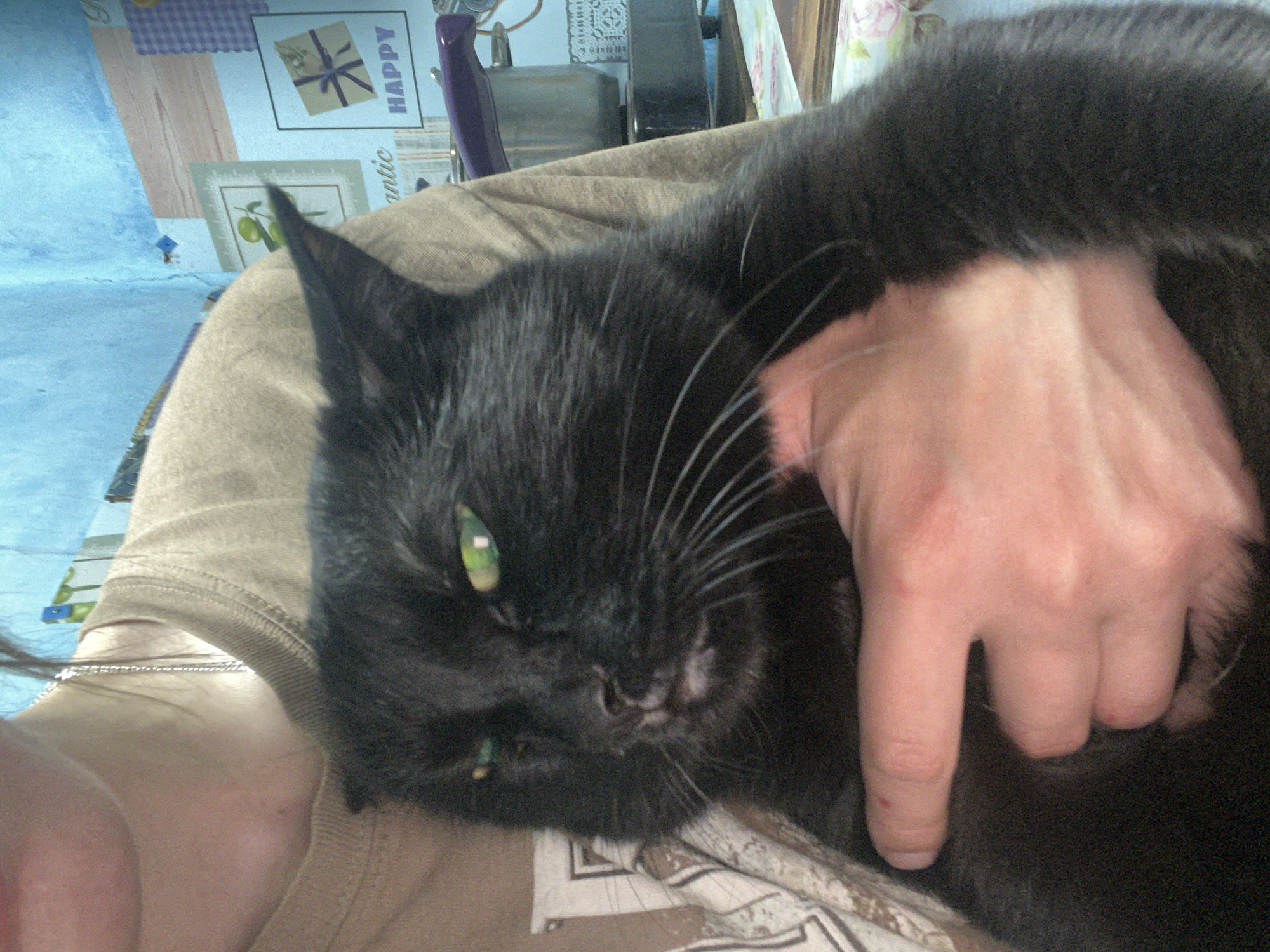 A close-up, slightly tilted photograph depicts a black cat being held or lying against a person's chest. The cat's face, with its green eyes and white whiskers, is prominent. A human hand rests on the cat's fur. The person's neck and collarbone are visible, indicating that the photo is likely a selfie or taken from a similar perspective. The background includes a patterned wall. There is no information in the image to determine if this scene is in Nizhny Tagil, Russia, or elsewhere.