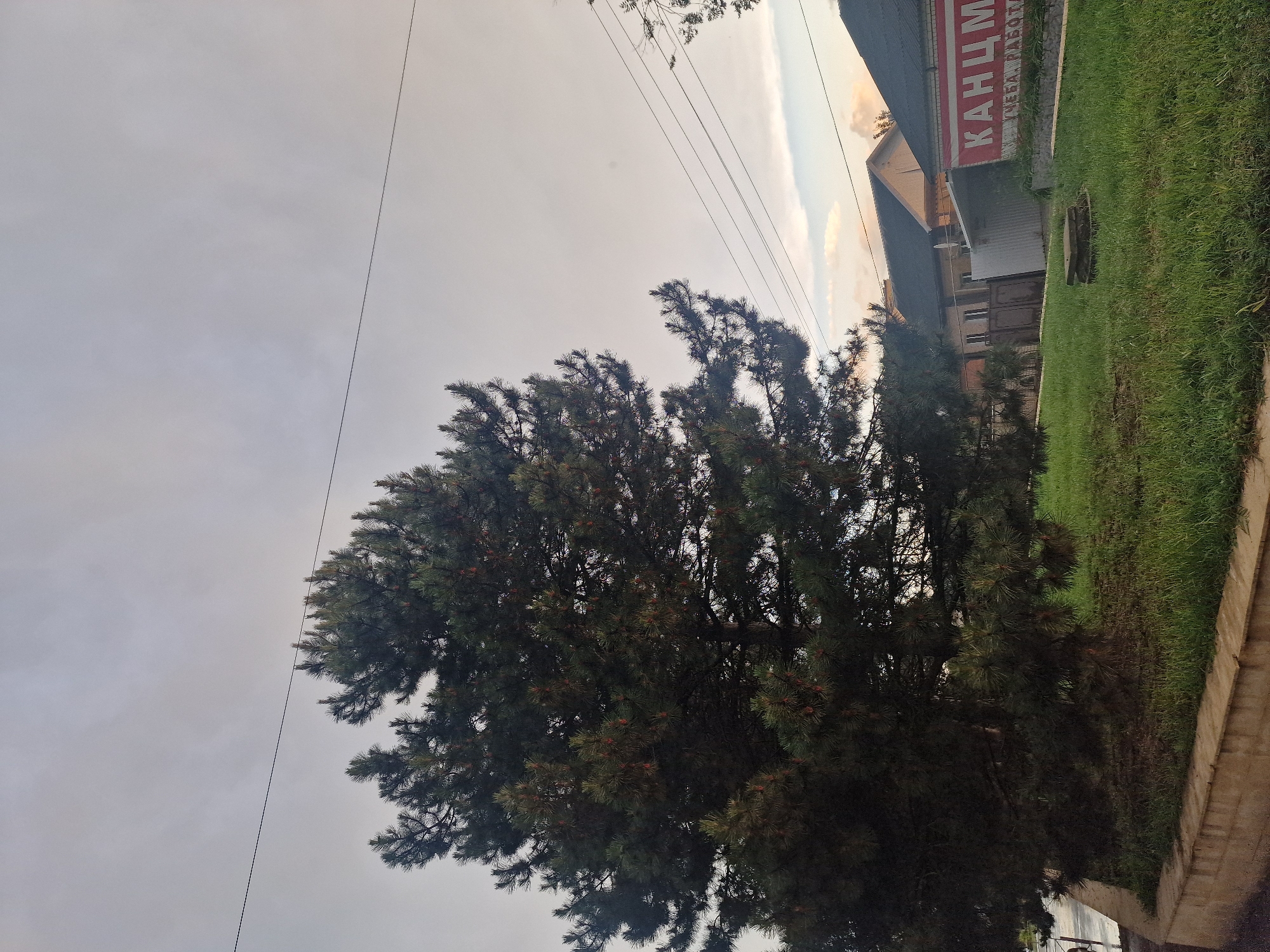 This is a horizontal, eye-level shot of a residential area on an overcast day in Kursavka, Russia. A large, dark green pine tree dominates the left side of the frame. Behind the tree, two houses with dark roofs are visible. The house on the right has a large red and white banner with Russian text, likely advertising a business. The ground in front of the houses is covered in green grass, and a low concrete wall runs along the bottom of the frame, separating the foreground from the street. Power lines are visible stretching across the sky. There are no people or animals present.