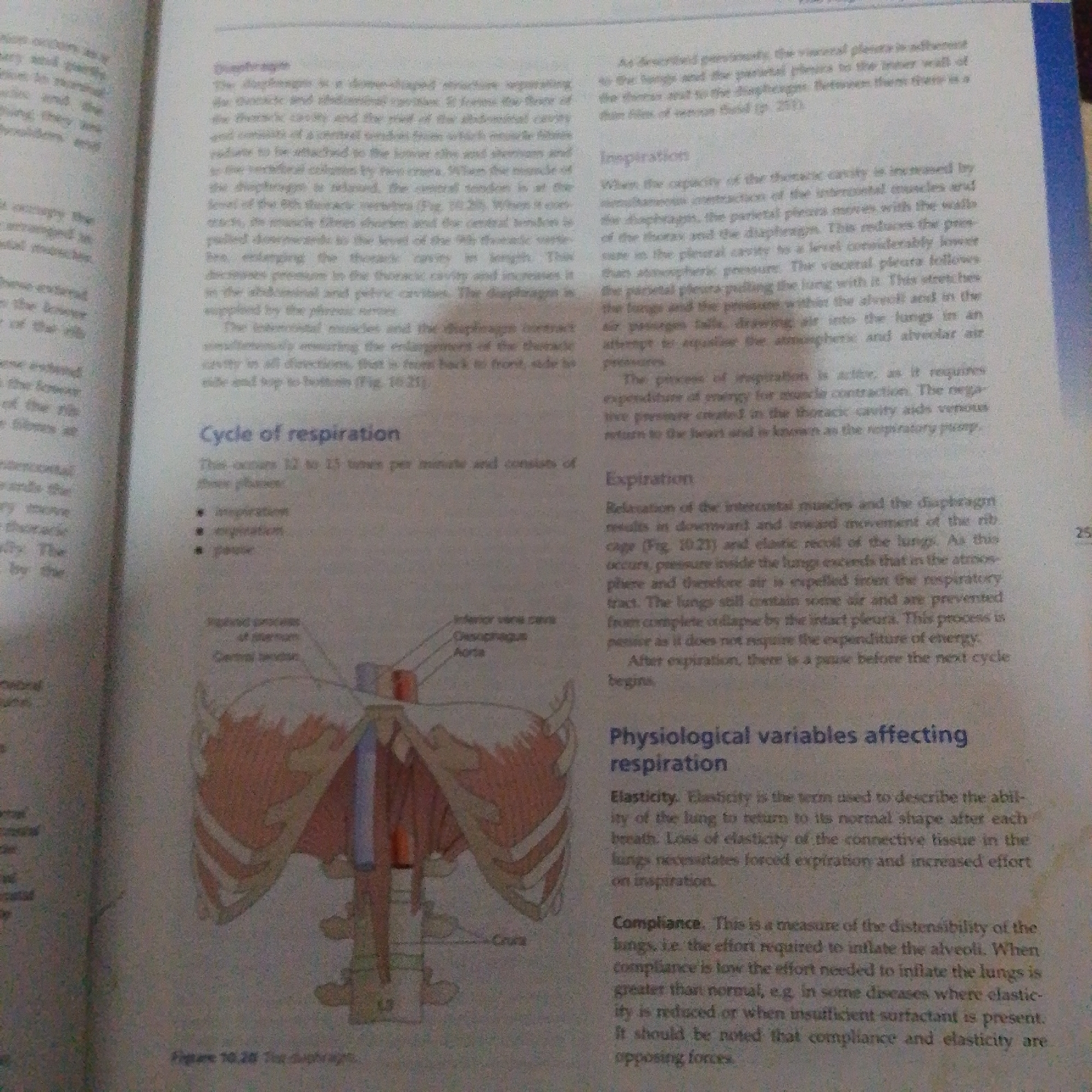 The image shows a page from a biology textbook discussing the diaphragm and respiration. The text is divided into sections titled "Diaphragm," "Inspiration," "Cycle of respiration," and "Physiological variables affecting respiration." There is also an illustration of the diaphragm and surrounding anatomical structures. The text and illustration are in English. The image does not contain any information about the city of Jalingo, Nigeria.